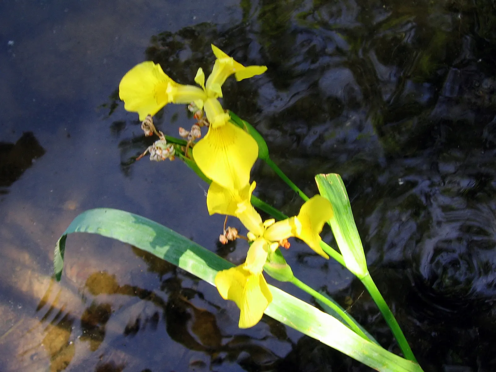 Yellow Flag Iris (Iris Pseudacorus) — showy flowers that boast a brilliant yellow hue; adds visual interest and naturalizes readily, image 62