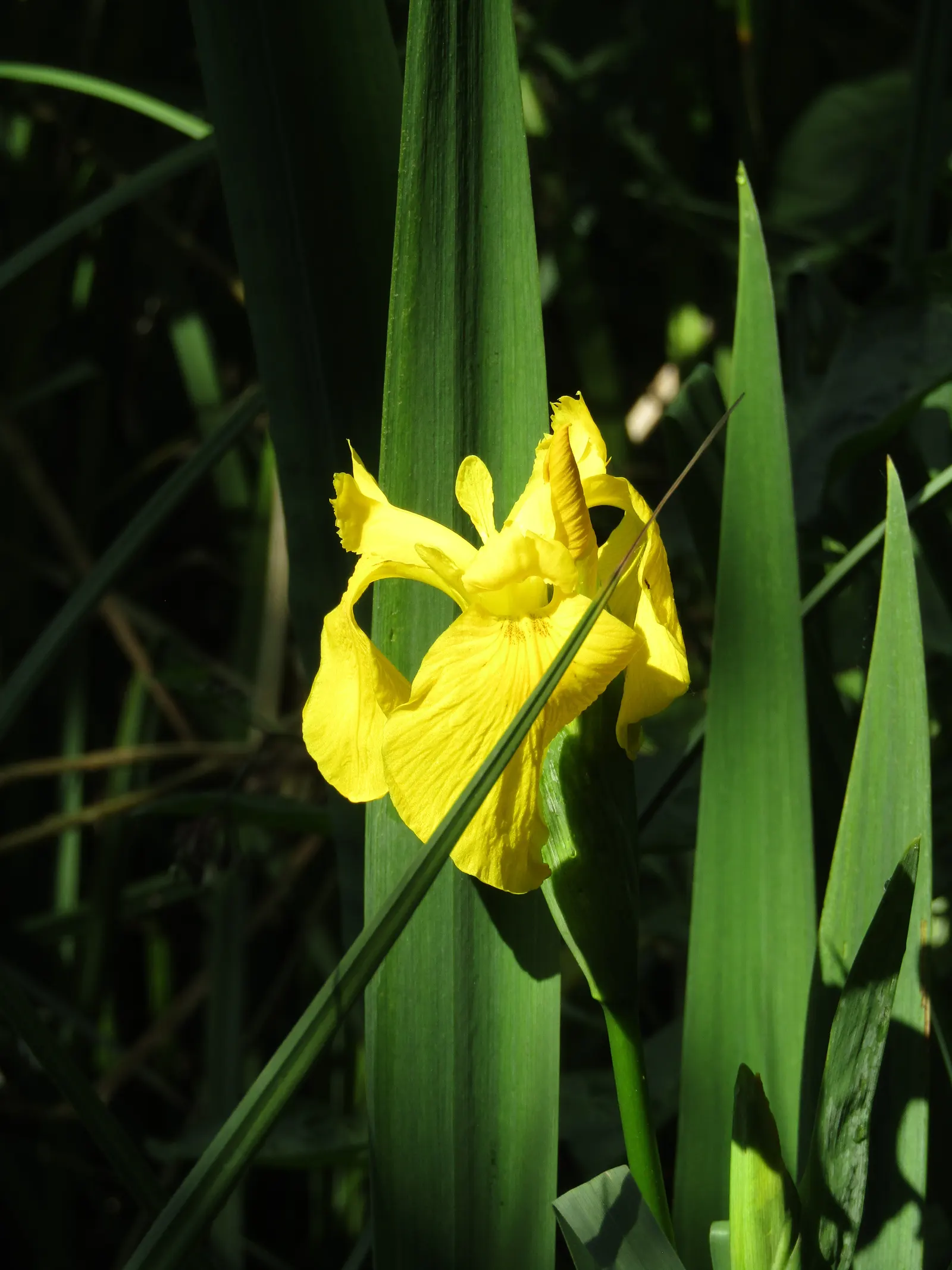 Yellow Flag Iris (Iris Pseudacorus) — yellow flowers in the garden; this robust plant is known for its striking