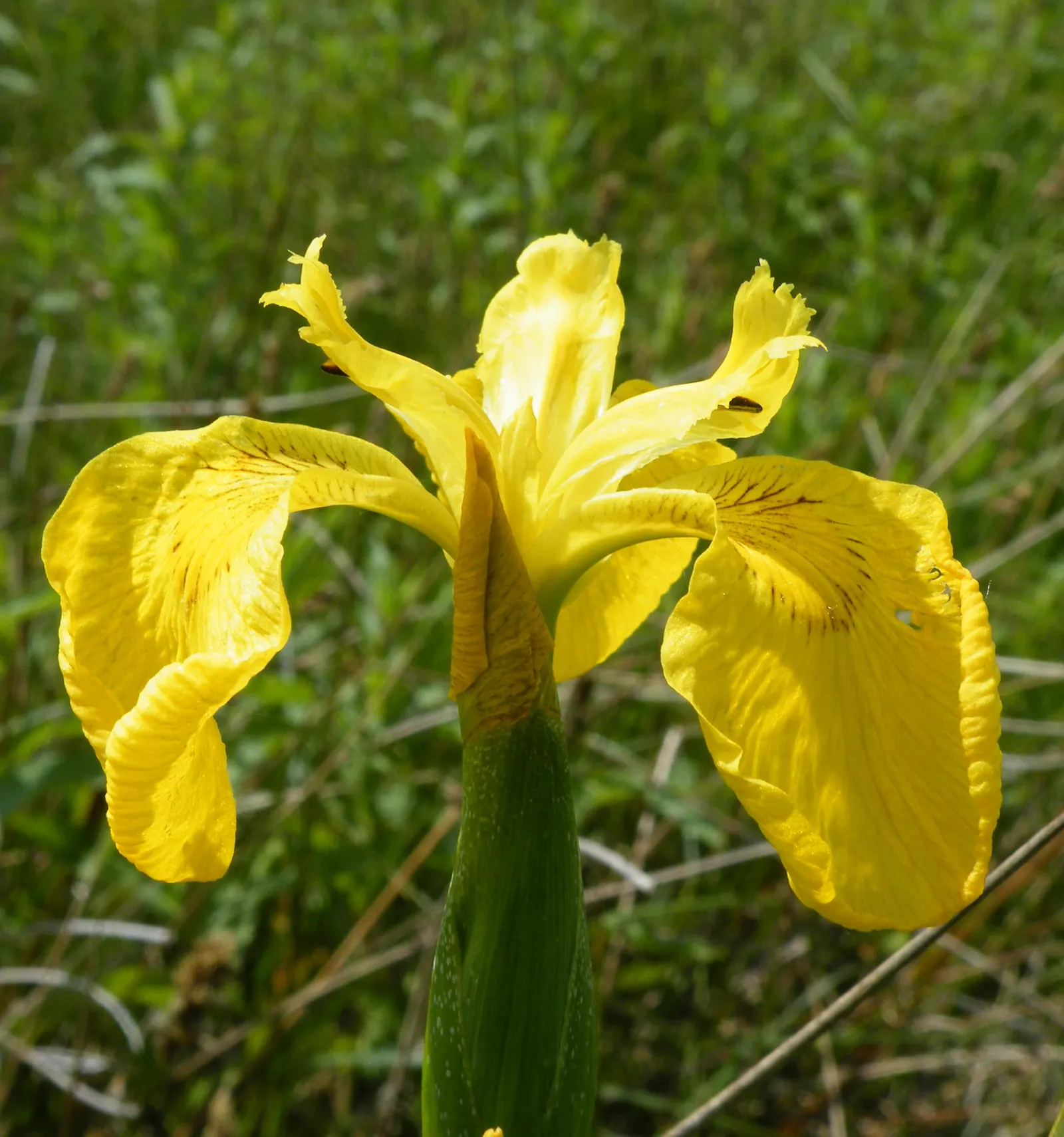 Yellow Flag Iris (Iris Pseudacorus) — contrasted by three upright petals; ideal for water features with its vibrant yellow blooms and sword-like, image 140