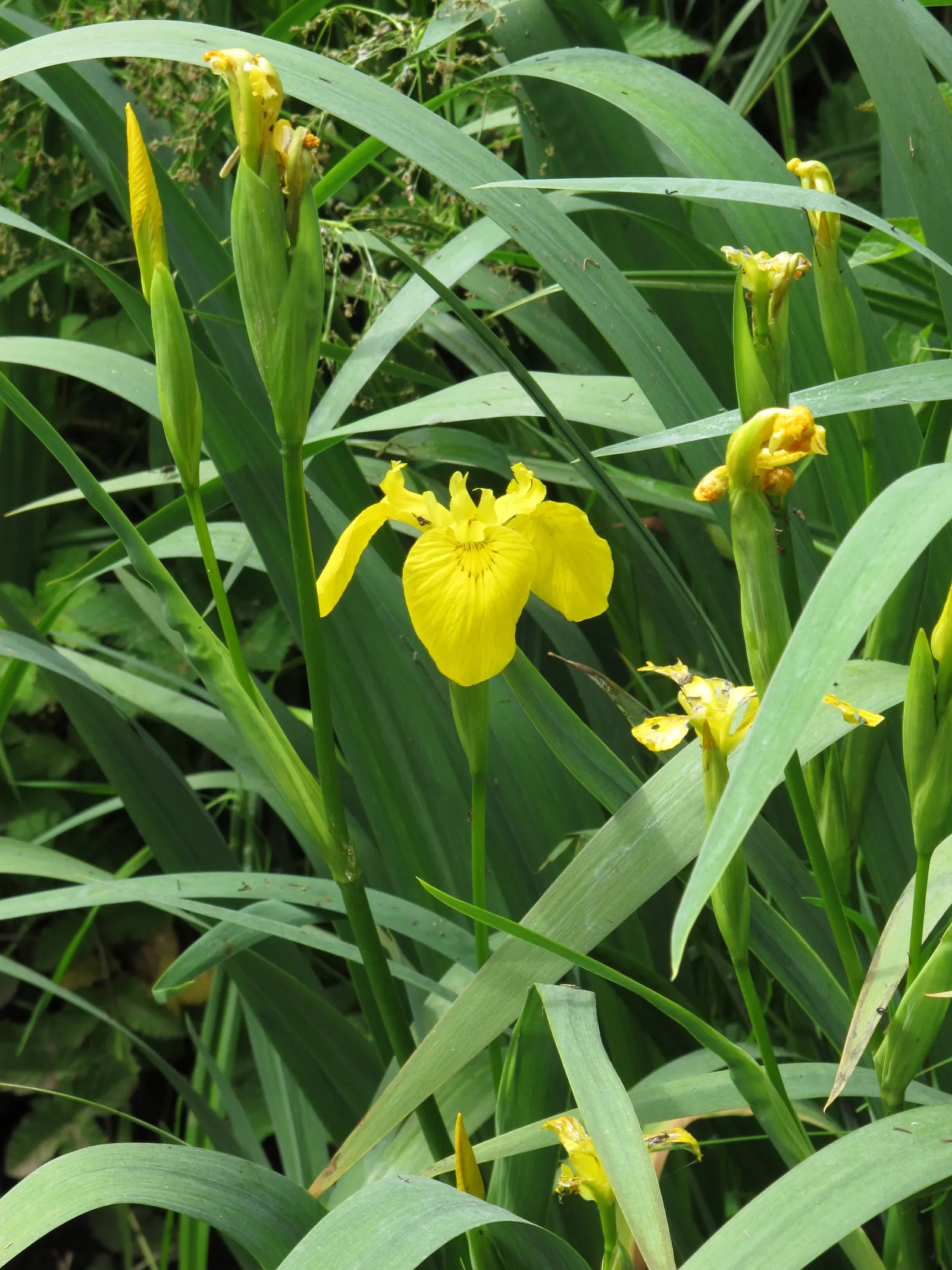 Yellow Flag Iris (Iris Pseudacorus) — is a vibrant perennial that offers both aesthetic appeal and ecological value to any landscape design; and some states