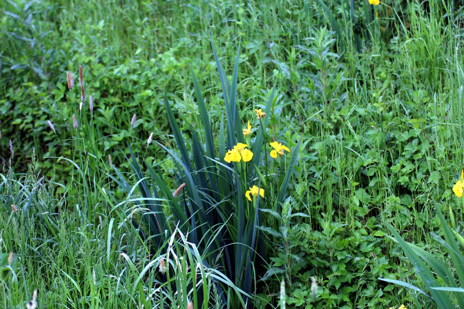 Yellow Flag Iris (Iris Pseudacorus) — Caution: Invasive in some areas, so check local guidelines; is a vibrant perennial that offers both aesthetic appeal and