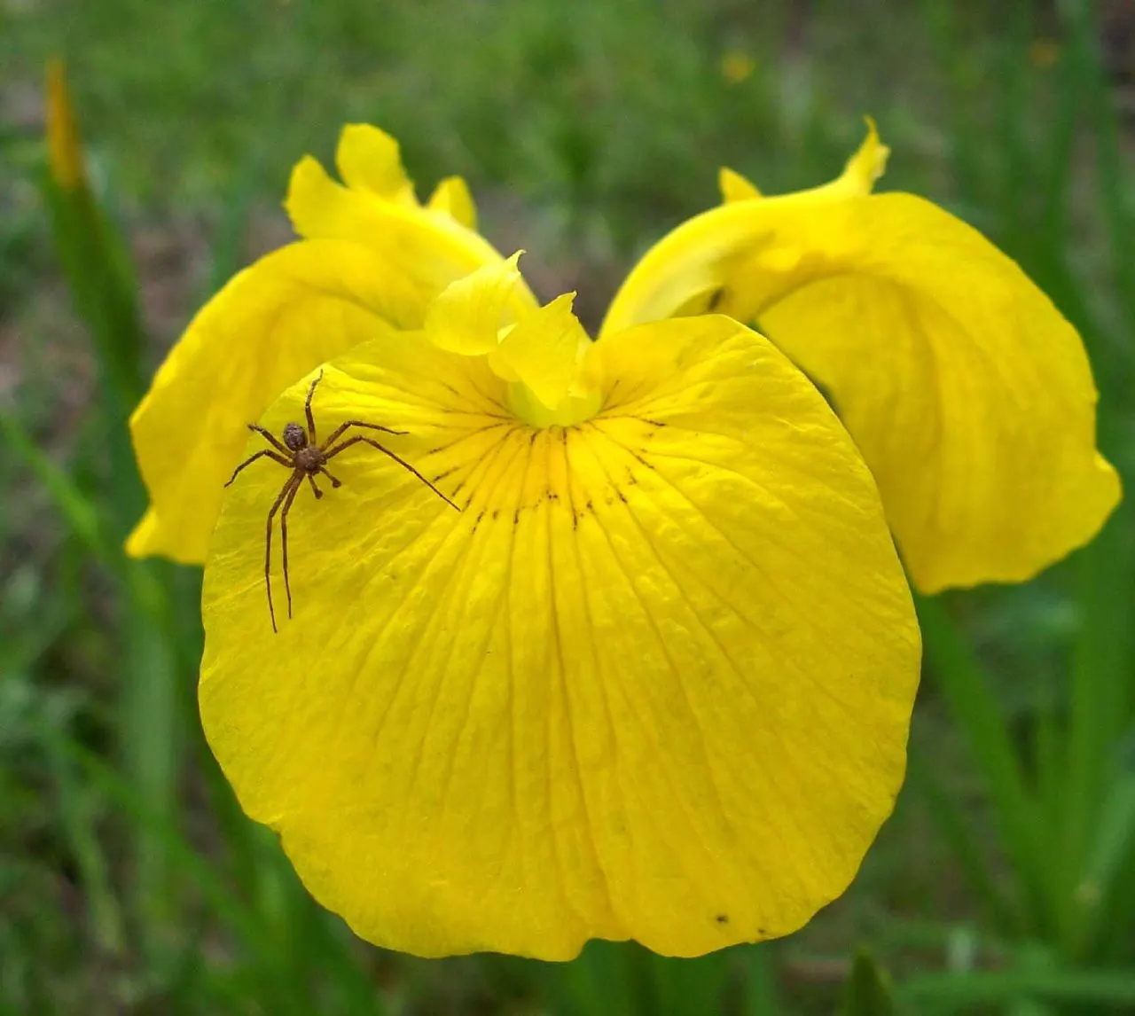 Yellow Flag Iris (Iris Pseudacorus) — perennial with yellow blooms; contrasted by three upright petals, image 124