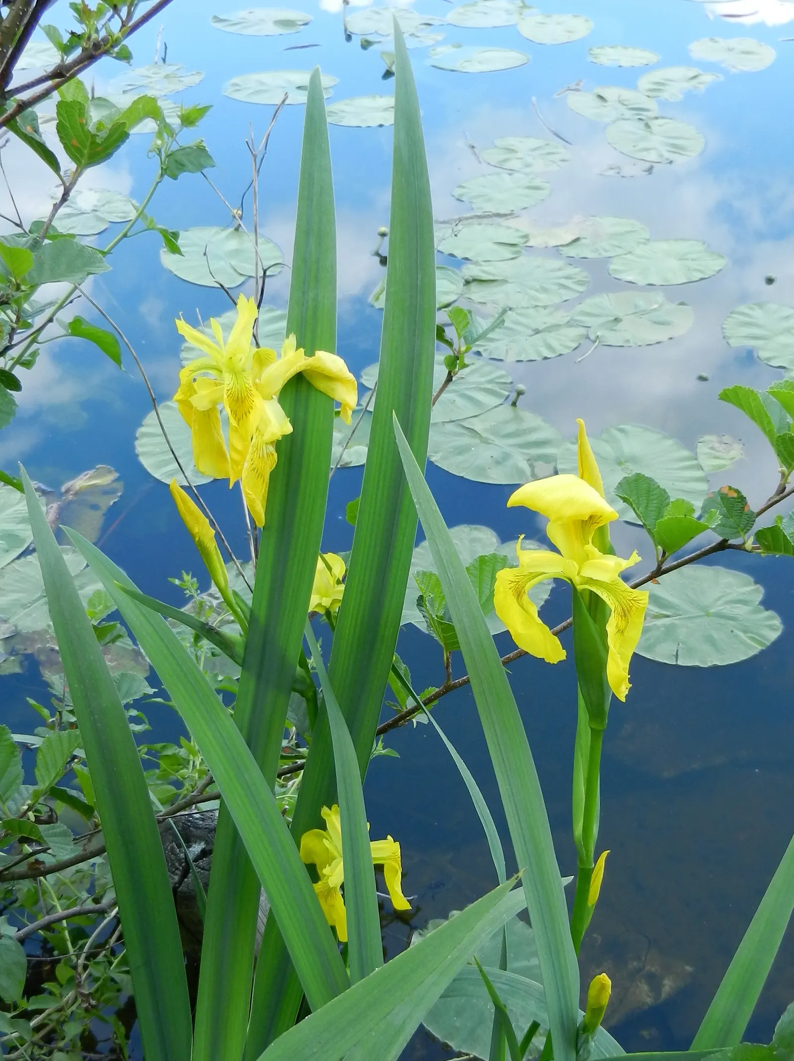 Yellow Flag Iris (Iris Pseudacorus) — showy flowers that boast a brilliant yellow hue