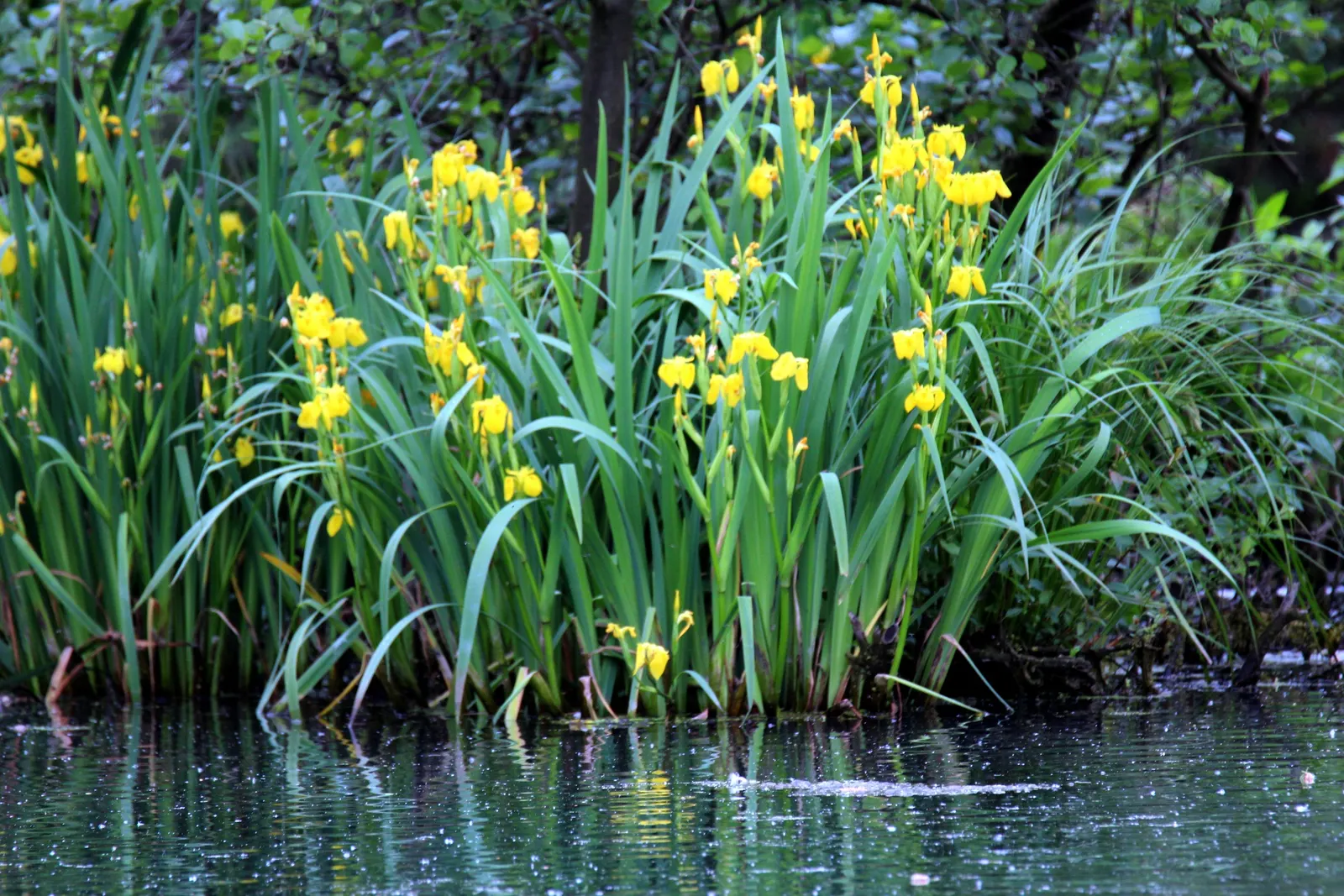 Yellow Flag Iris (Iris Pseudacorus) — withstanding water depths of up to 4 inches over the crown