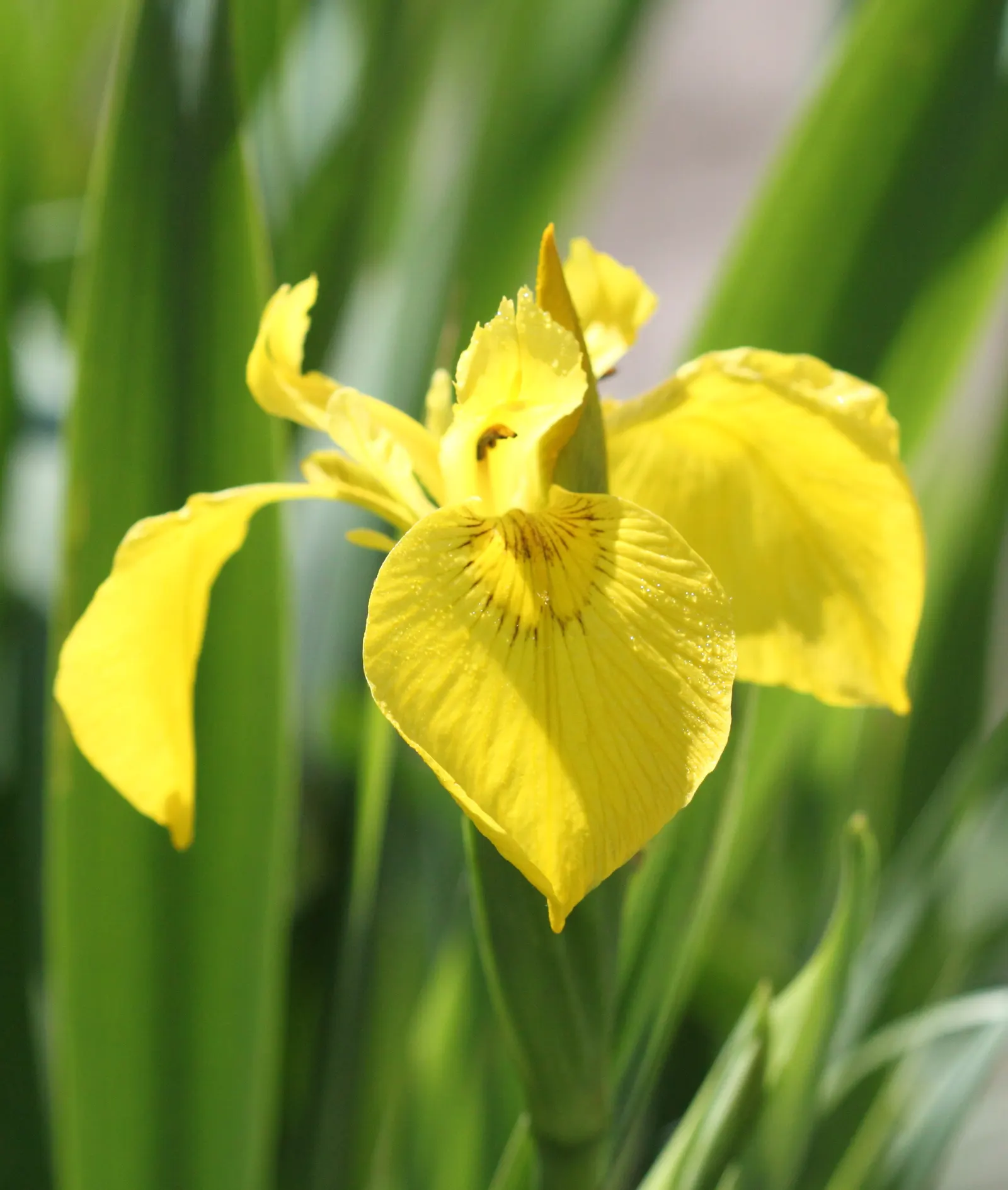 Yellow Flag Iris (Iris Pseudacorus) — Thriving in zones 4-9, it reaches 3-4 feet in height with a spread of up to 2 feet