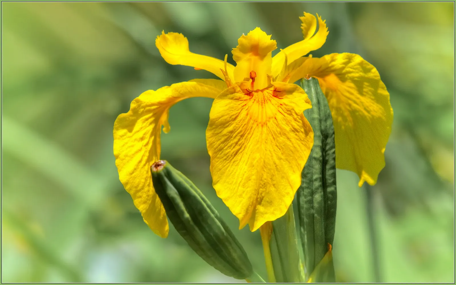 Yellow Flag Iris (Iris Pseudacorus) — Care should be taken as it can be invasive in certain regions; showy flowers that boast a brilliant yellow hue