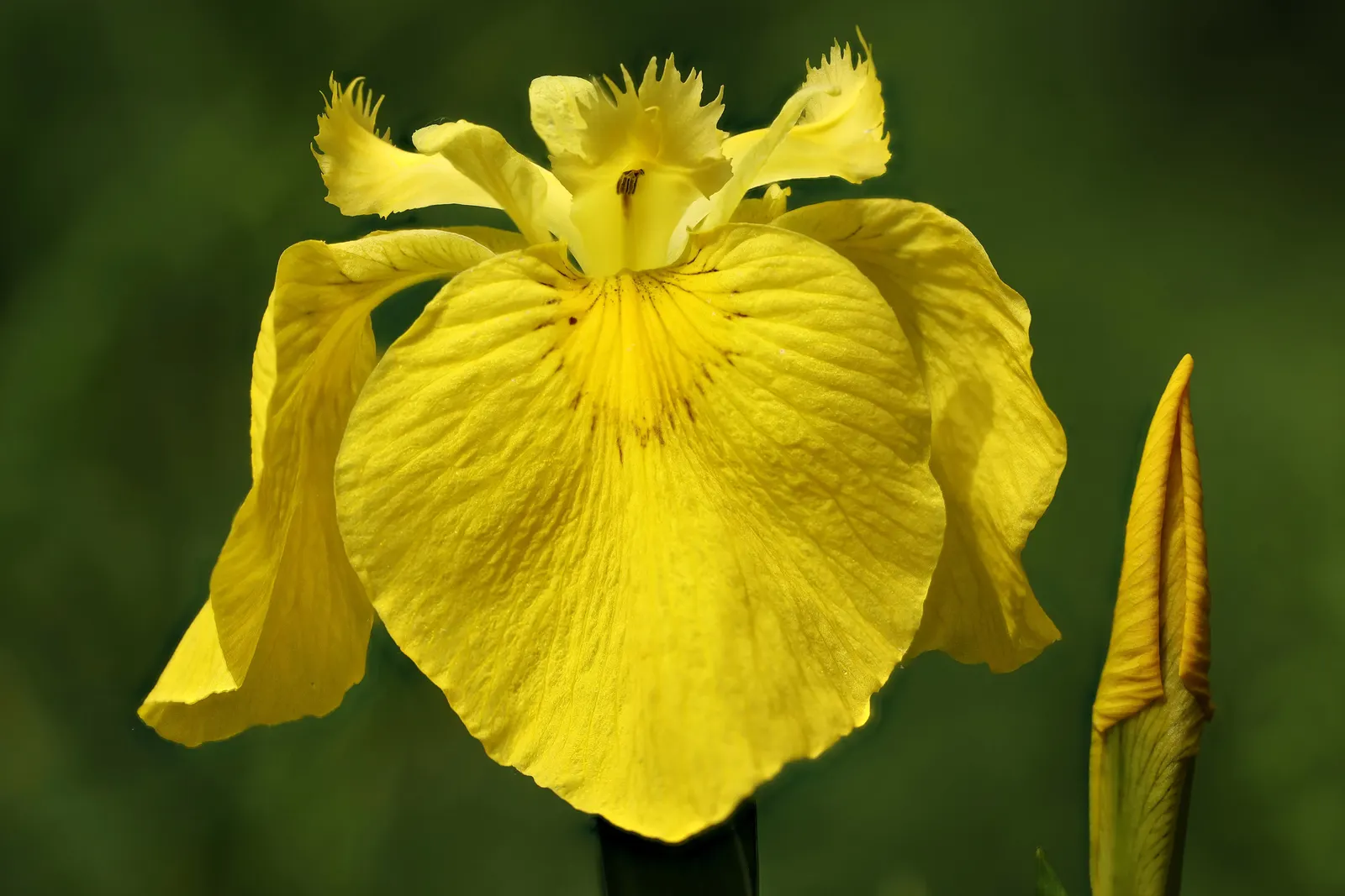 Yellow Flag Iris (Iris Pseudacorus) — Caution: Invasive in some areas, so check local guidelines