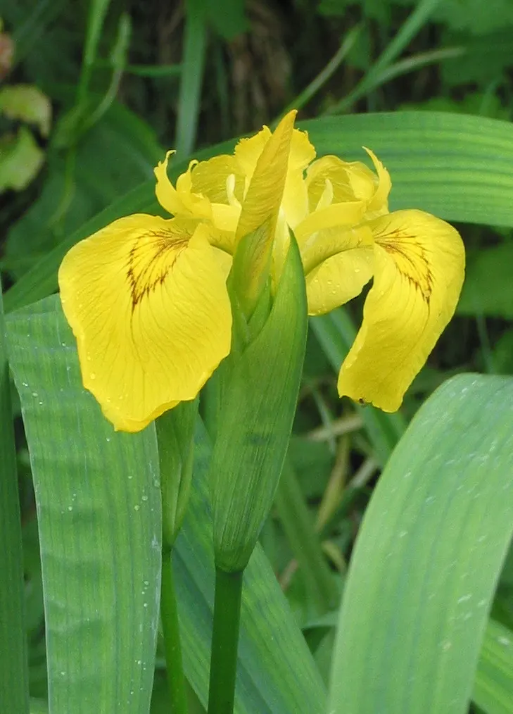 Yellow Flag Iris (Iris Pseudacorus) — perennial for full or half