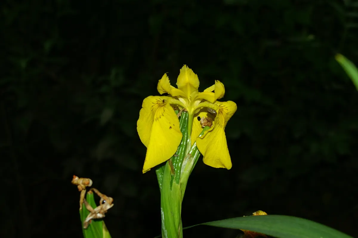 Yellow Flag Iris (Iris Pseudacorus) — During its blooming season from May to July; perennial with yellow blooms, image 86