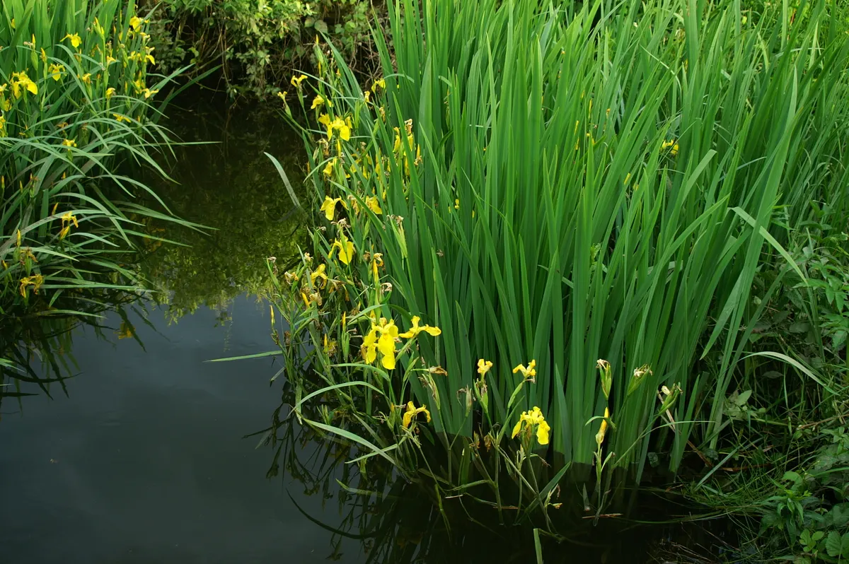 Yellow Flag Iris (Iris Pseudacorus) — or "standards," that taper elegantly to a point.<br><br>Adapted to wet conditions; sword-like foliage that, image 116