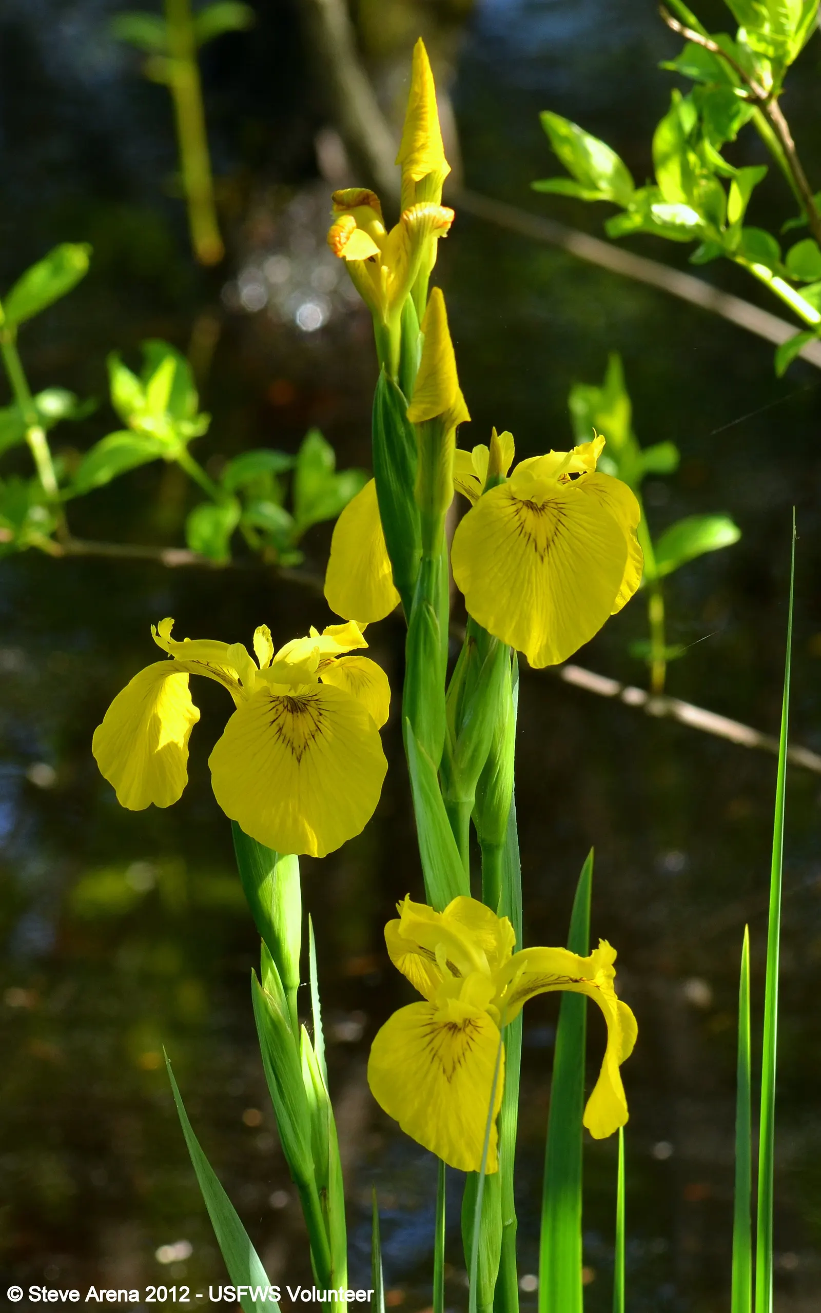 Yellow Flag Iris (Iris Pseudacorus) — Iris pseudacorus thrives in USDA Hardiness Zones 4 through 9 and is ideal for planting along pond margins; or, image 92