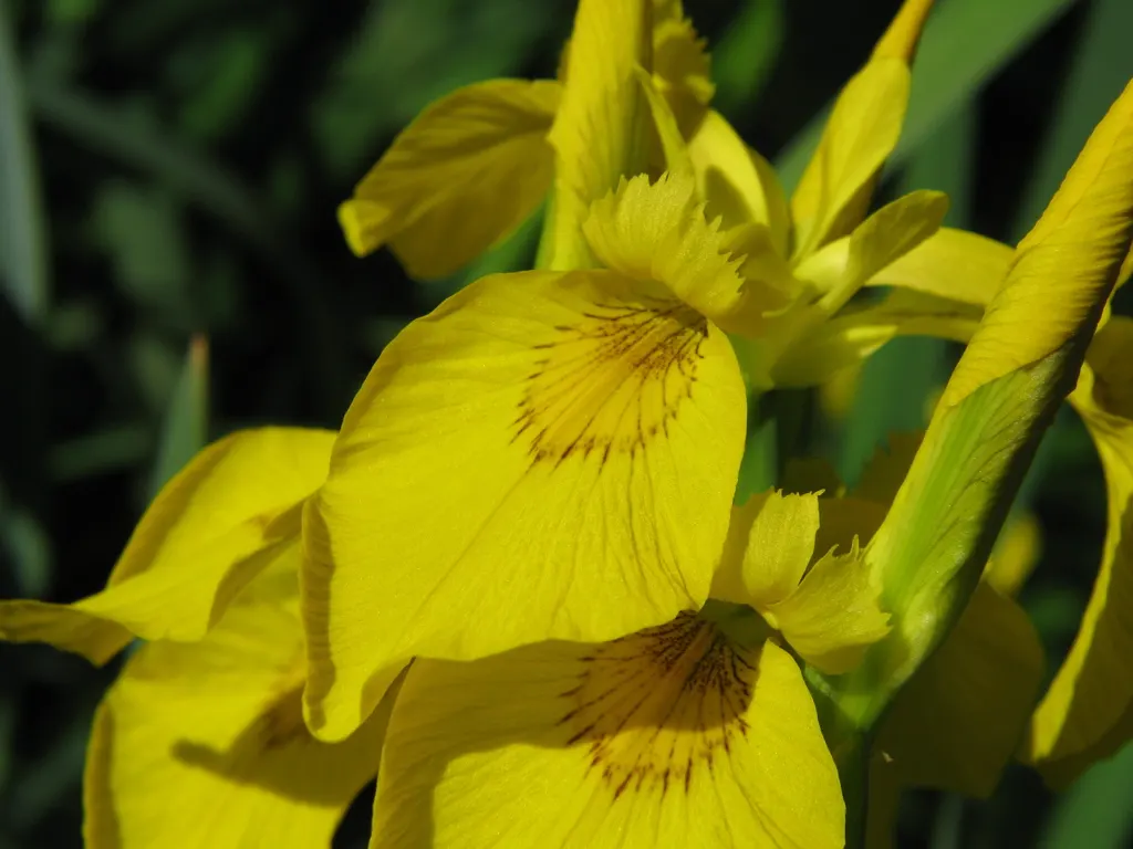 Yellow Flag Iris (Iris Pseudacorus) — Despite its preference for full sun, it can tolerate partial shade, where it may produce fewer flowers, image 119