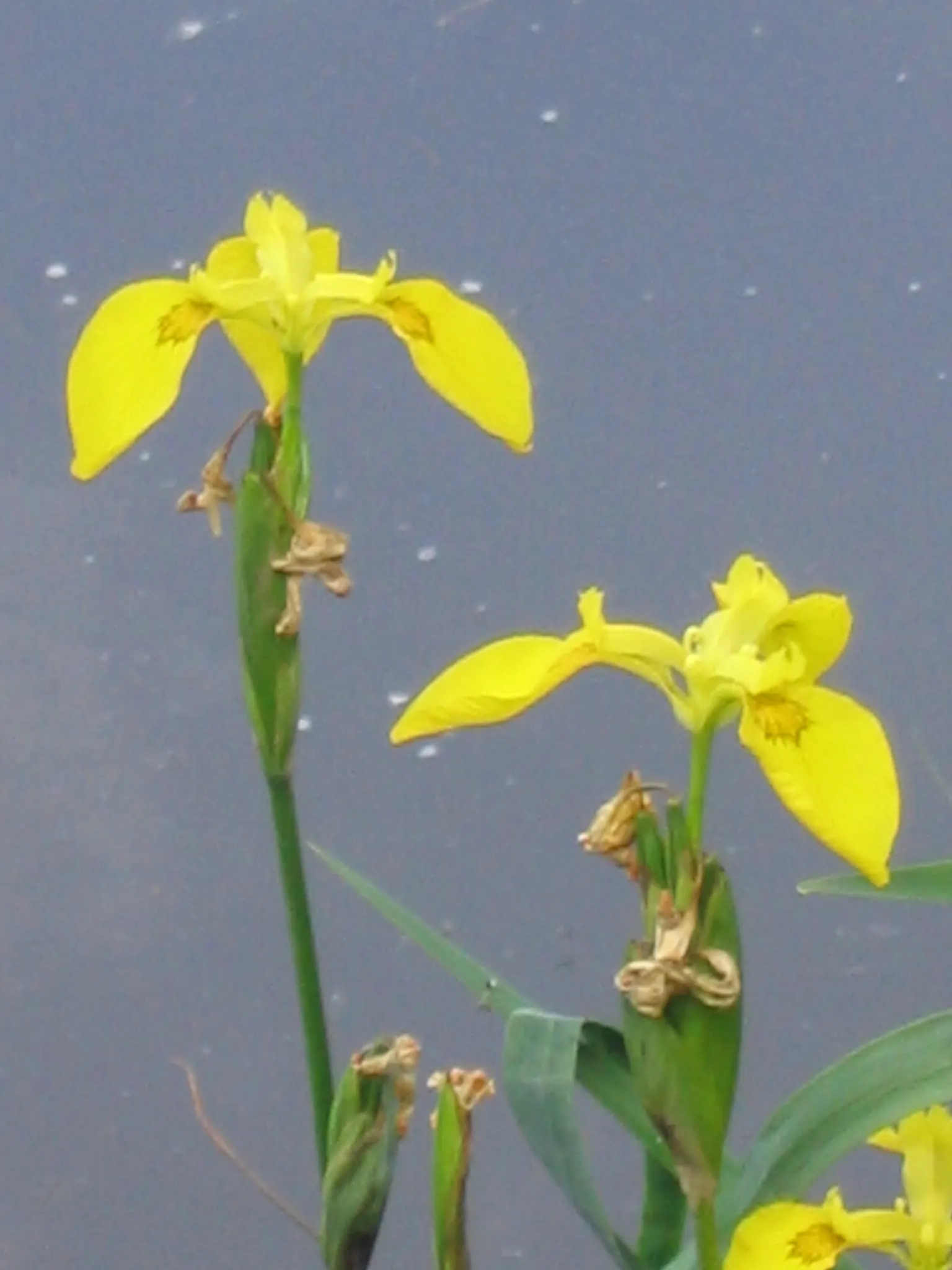 Yellow Flag Iris (Iris Pseudacorus) — making it not only a visual asset but also a contributor to environmental health; the Yellow Flag Iris (Iris, image 97
