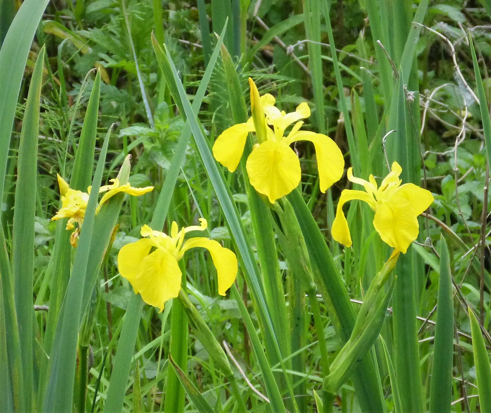 Yellow Flag Iris (Iris Pseudacorus) — and some states have regulations concerning its cultivation.<br><br>Ecologically; despite its preference for full sun, it