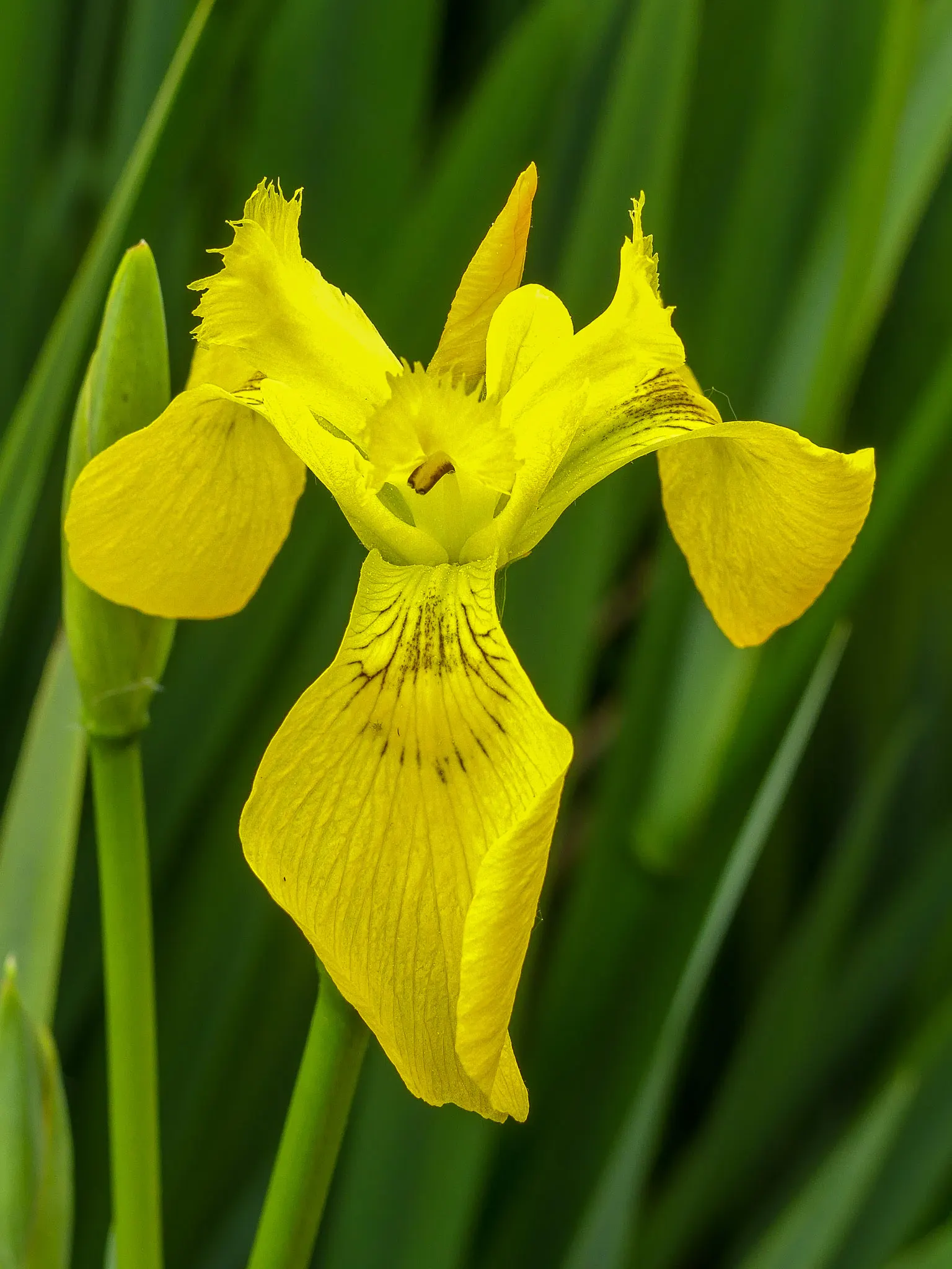 Yellow Flag Iris (Iris Pseudacorus) — ideal for water features with its vibrant yellow blooms and sword-like green foliage; during its blooming, image 102