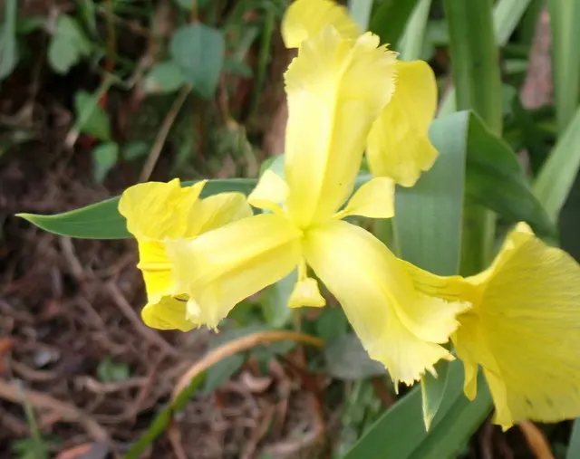 Yellow Flag Iris (Iris Pseudacorus) — This robust plant is known for its striking; thriving in zones 4-9, it reaches 3-4 feet in height with a, image 83