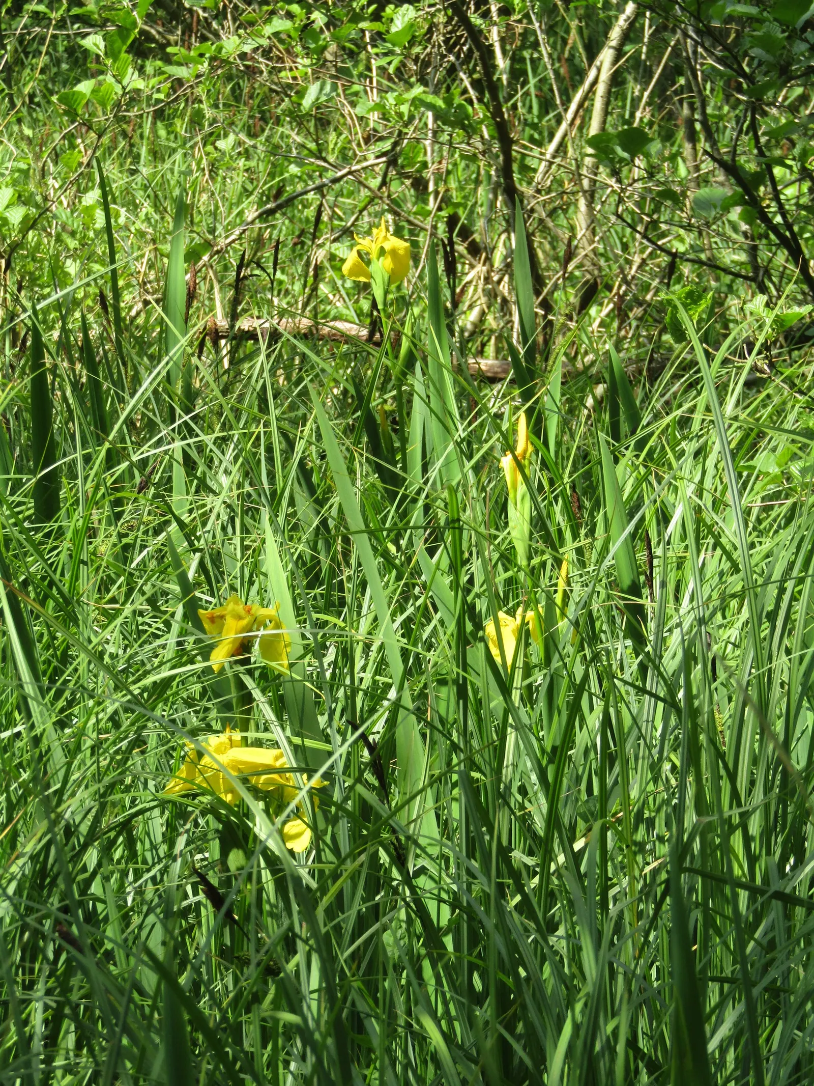 Yellow Flag Iris (Iris Pseudacorus) — Caution: Invasive in some areas, so check local guidelines; is a vibrant perennial that offers both aesthetic, image 55