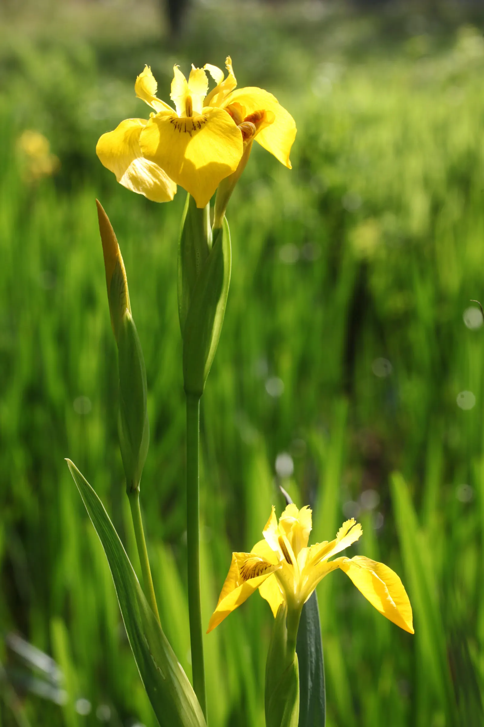 Yellow Flag Iris (Iris Pseudacorus) — Iris pseudacorus thrives in USDA Hardiness Zones 4 through 9 and is ideal for planting along pond margins