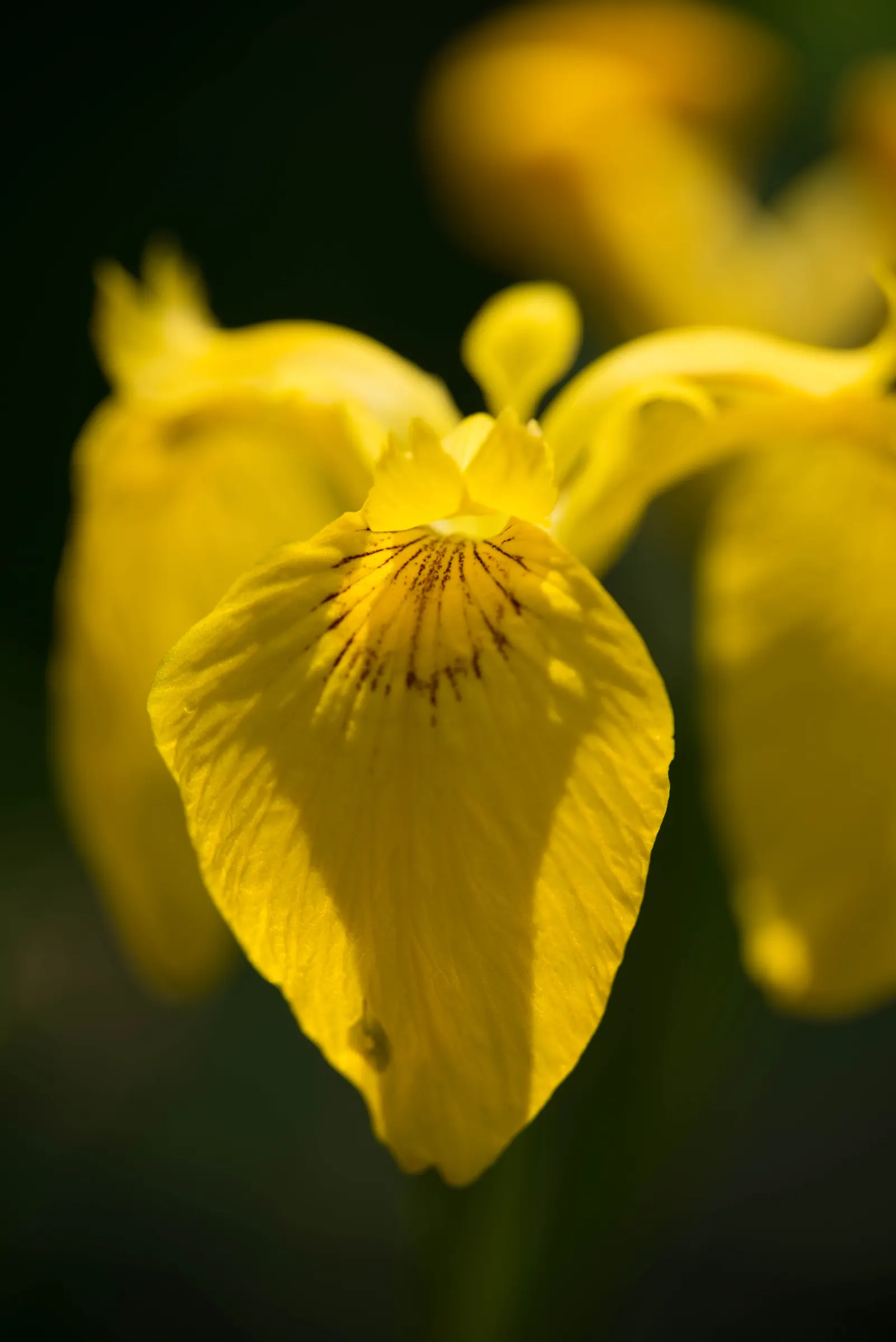 Yellow Flag Iris (Iris Pseudacorus) — spanning 3 to 4 inches across, image 38