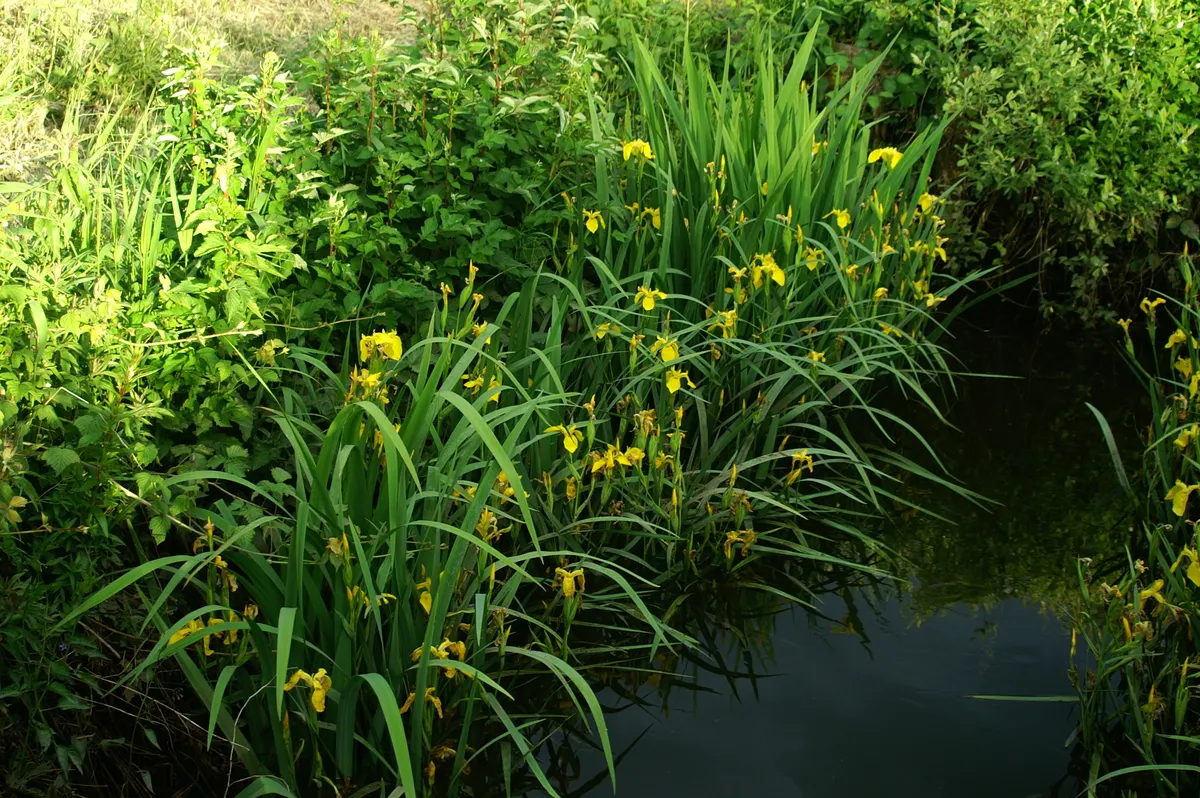 Yellow Flag Iris (Iris Pseudacorus) — and some states have regulations concerning its cultivation.<br><br>Ecologically; despite its preference for, image 121