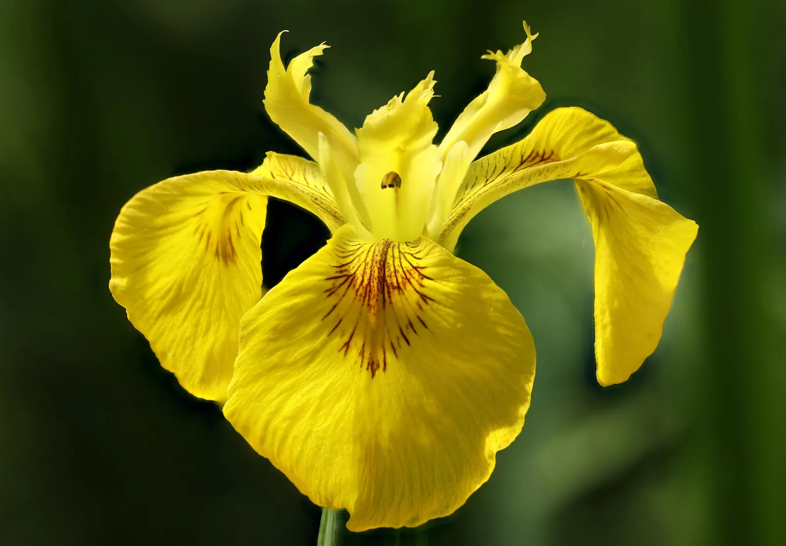 Yellow Flag Iris (Iris Pseudacorus) — Care should be taken as it can be invasive in certain regions; showy flowers that boast a brilliant yellow hue, image 70
