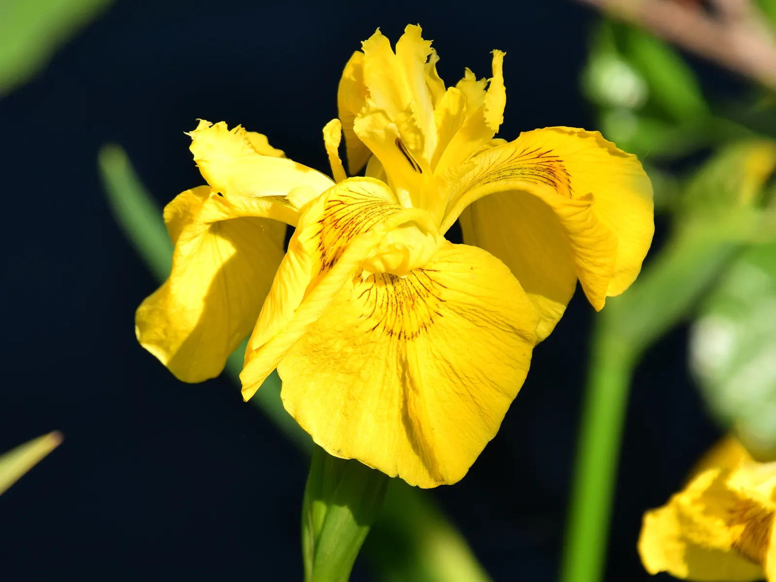 Yellow Flag Iris (Iris Pseudacorus) — with individual leaves about 1 to 1.5 inches wide; iris pseudacorus thrives in USDA Hardiness Zones 4 through, image 110