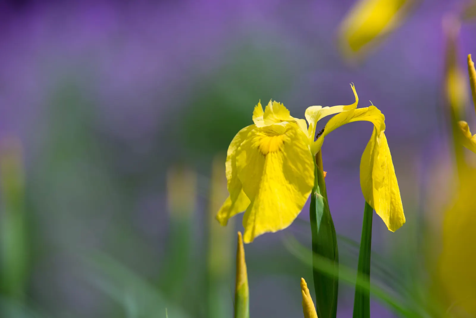 Yellow Flag Iris (Iris Pseudacorus) — Caution: Invasive in some areas, so check local guidelines; is a vibrant perennial that offers both aesthetic, image 130