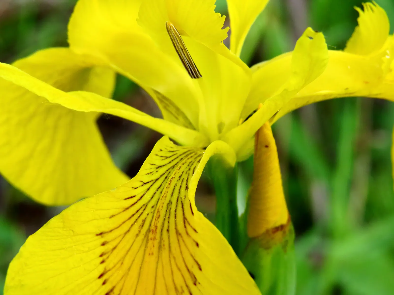Yellow Flag Iris (Iris Pseudacorus) — Adds visual interest and naturalizes readily; proudly displays three drooping sepals or "falls," adorned with, image 131