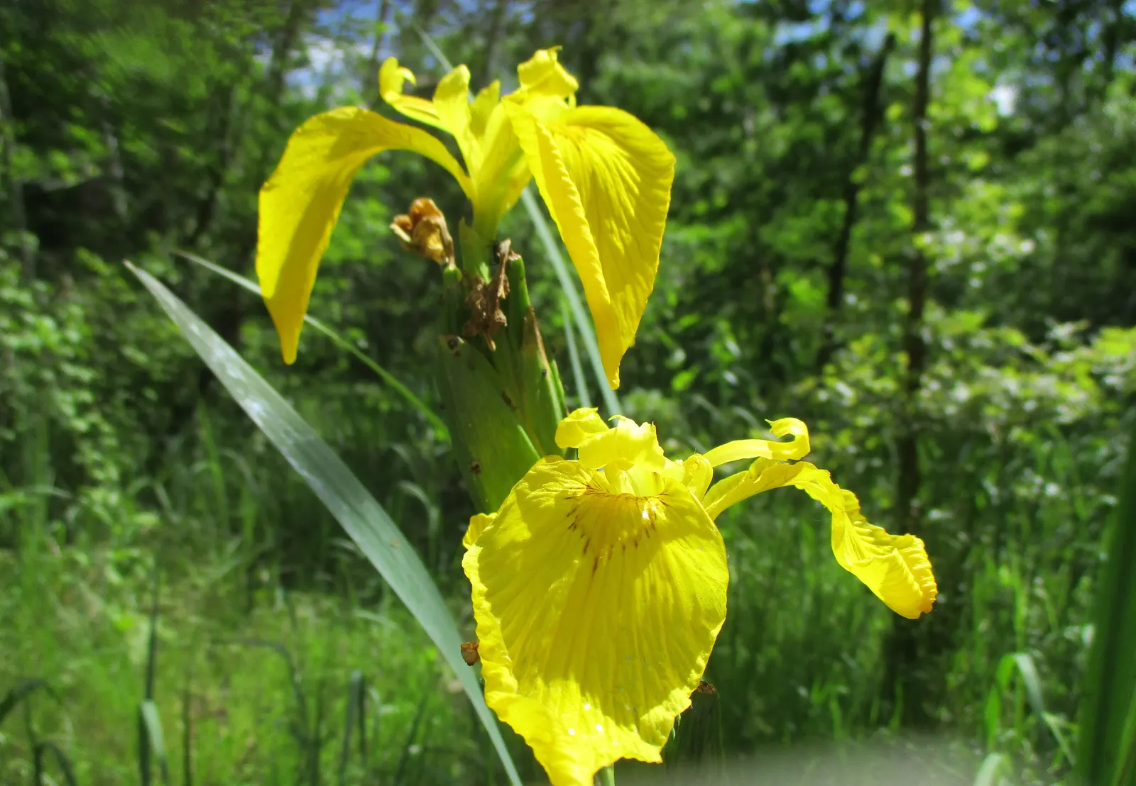 Yellow Flag Iris (Iris Pseudacorus) — proudly displays three drooping sepals or "falls," adorned with a striking brown or purple veining; care, image 89