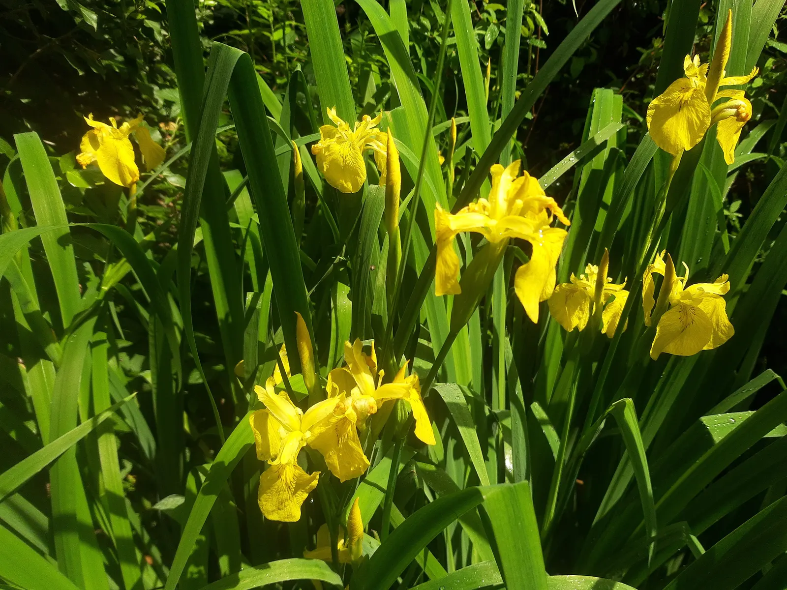 Yellow Flag Iris (Iris Pseudacorus) — with individual leaves about 1 to 1.5 inches wide; iris pseudacorus thrives in USDA Hardiness Zones 4 through, image 85