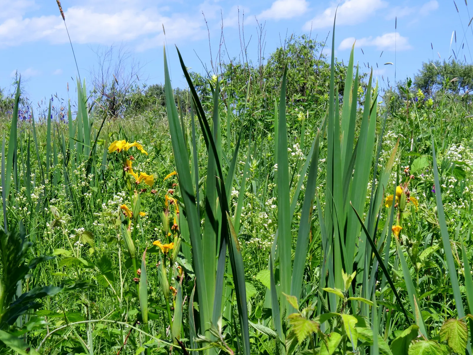 Yellow Flag Iris (Iris Pseudacorus) — with individual leaves about 1 to 1.5 inches wide; iris pseudacorus thrives in USDA Hardiness Zones 4 through 9 and is