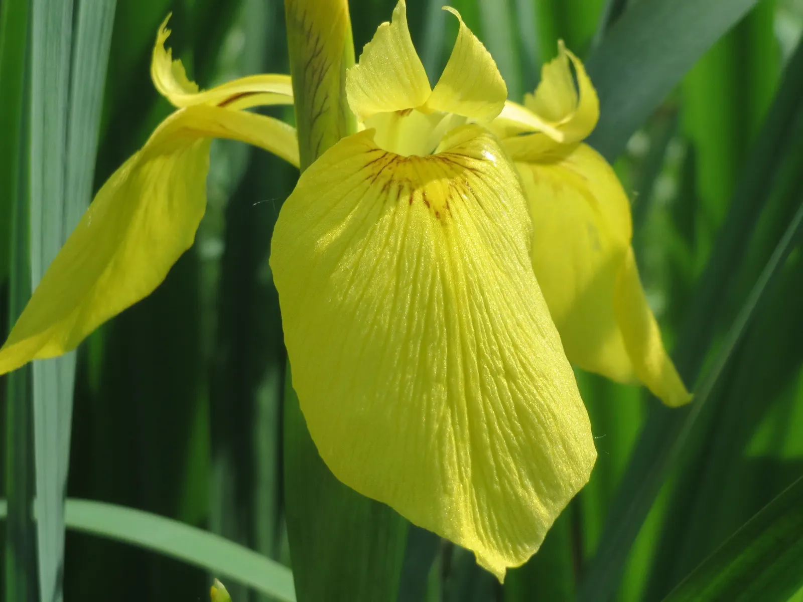 Yellow Flag Iris (Iris Pseudacorus) — withstanding water depths of up to 4 inches over the crown; yellow flowers in the garden, image 118