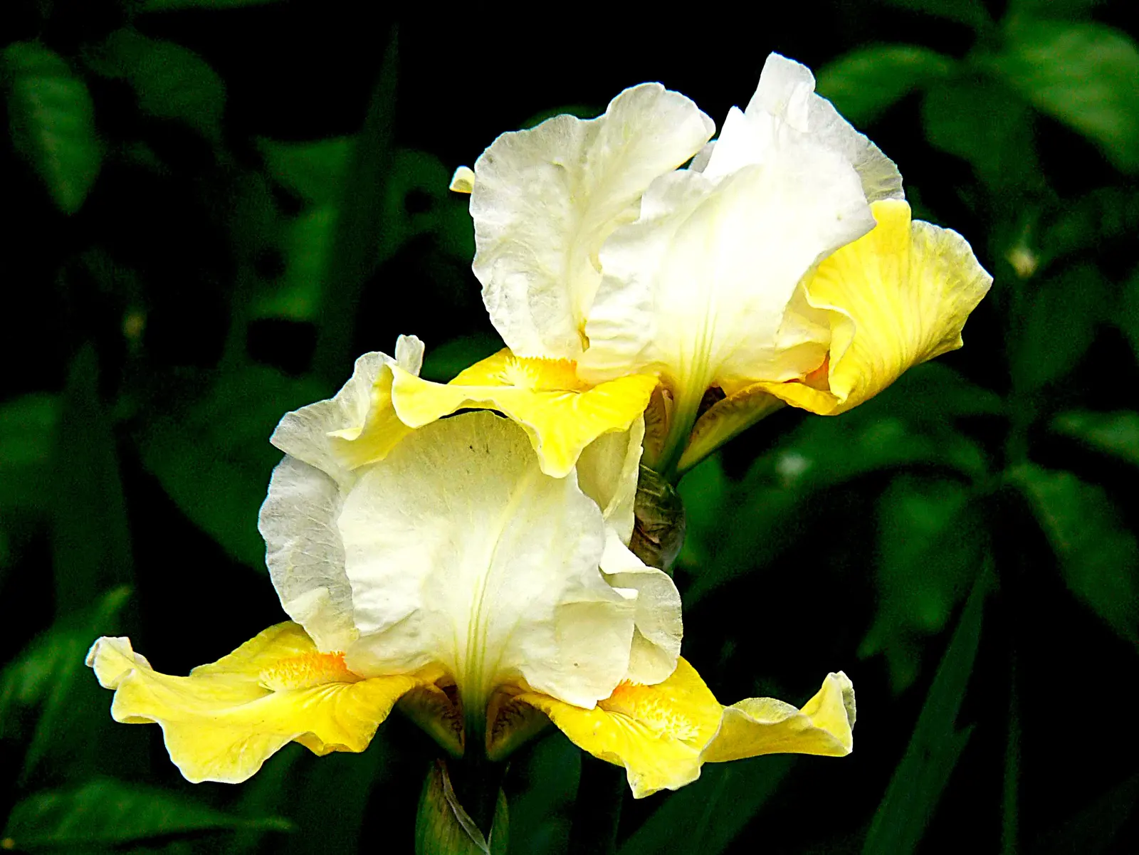 Yellow Flag Iris (Iris Pseudacorus) — proudly displays three drooping sepals or "falls," adorned with a striking brown or purple veining; care, image 64