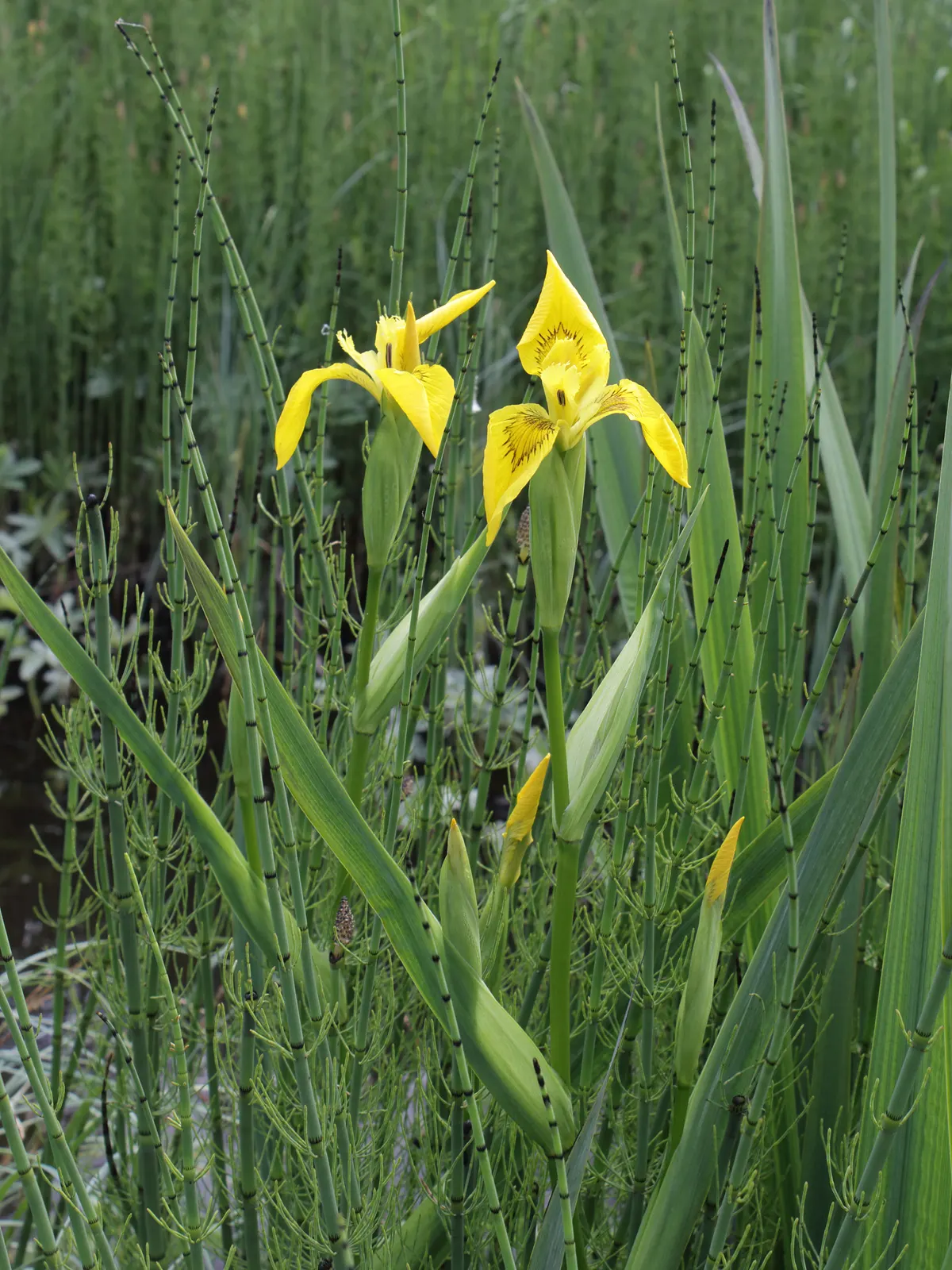 Yellow Flag Iris (Iris Pseudacorus) — ideal for water features with its vibrant yellow blooms and sword-like green foliage