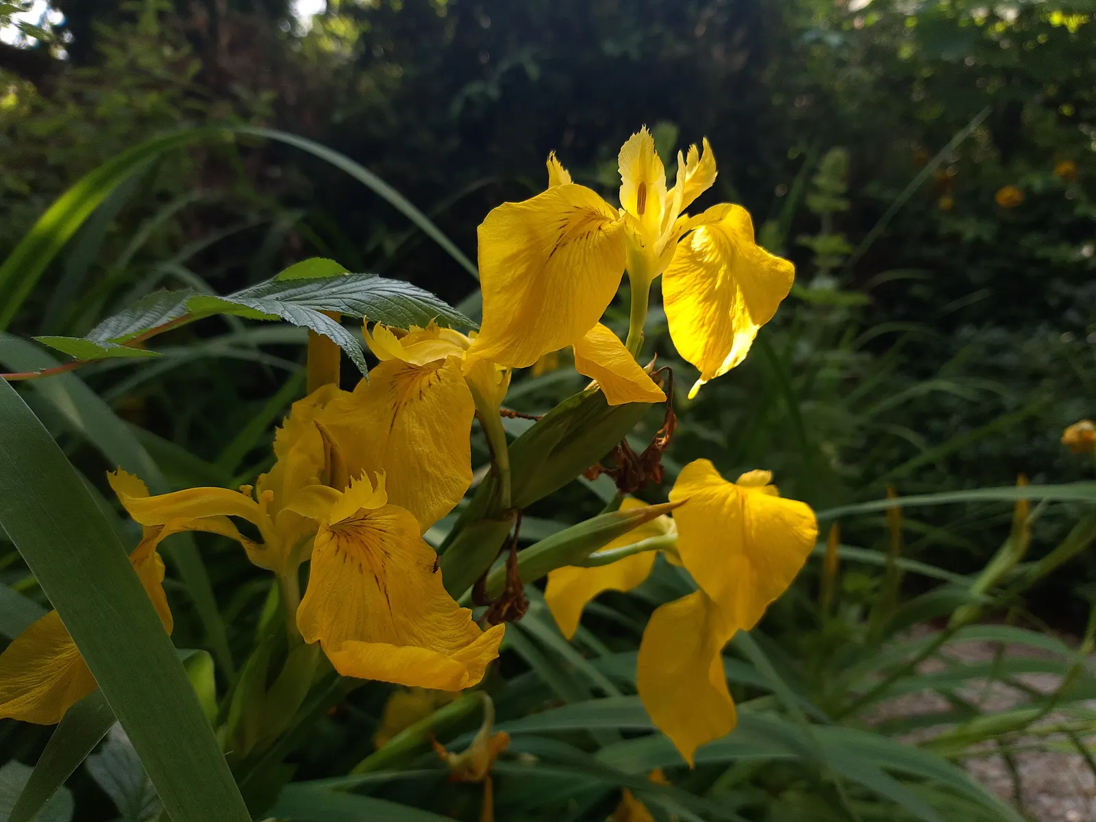 Yellow Flag Iris (Iris Pseudacorus) — is a vibrant perennial that offers both aesthetic appeal and ecological value to any landscape design; and, image 132