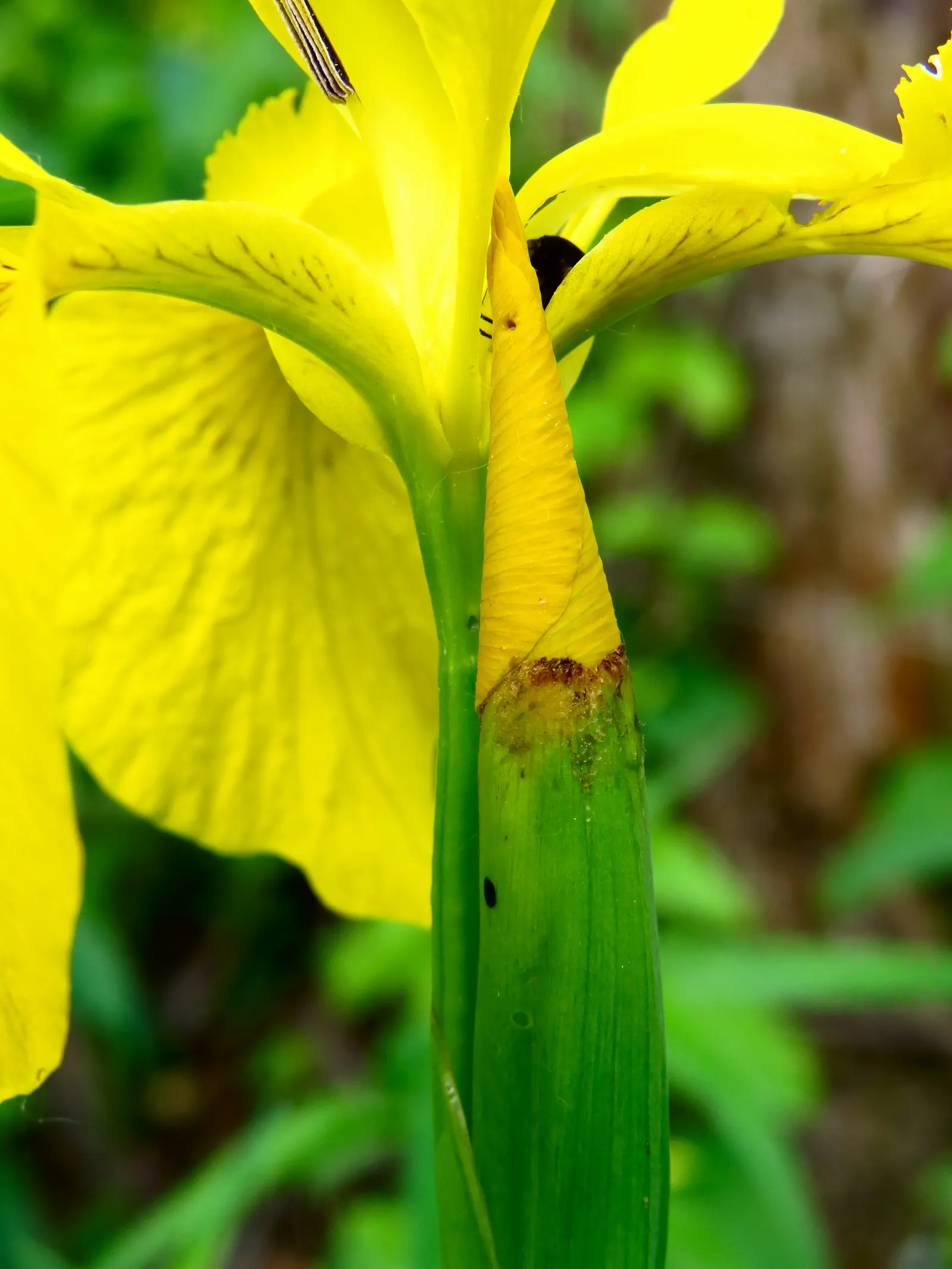 Yellow Flag Iris (Iris Pseudacorus) — This robust plant is known for its striking; thriving in zones 4-9, it reaches 3-4 feet in height with a, image 133
