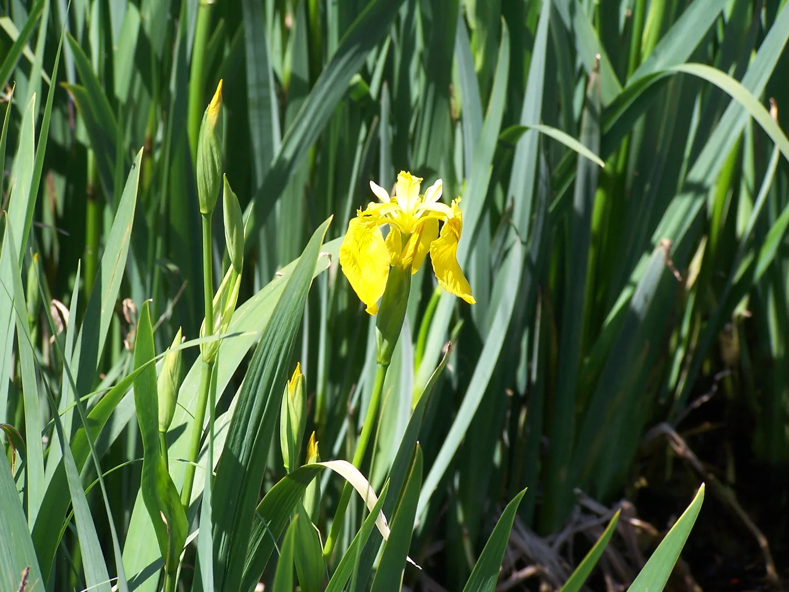 Yellow Flag Iris (Iris Pseudacorus) — withstanding water depths of up to 4 inches over the crown; yellow flowers in the garden, image 93