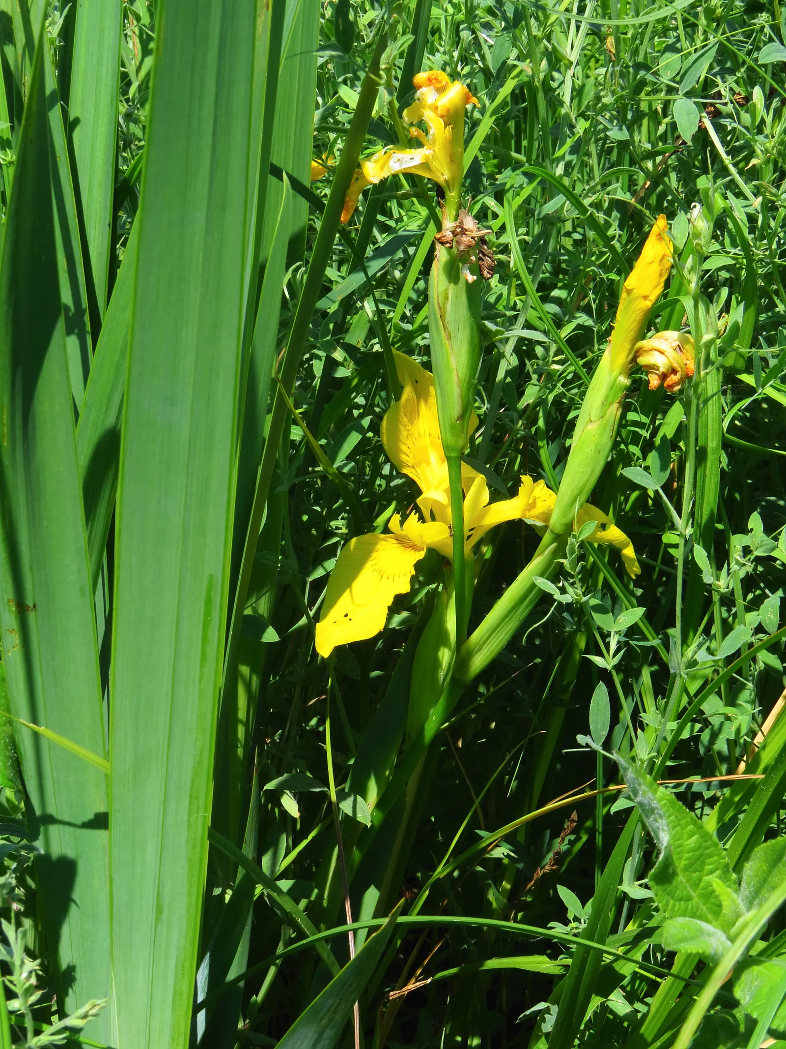 Yellow Flag Iris (Iris Pseudacorus) — with individual leaves about 1 to 1.5 inches wide