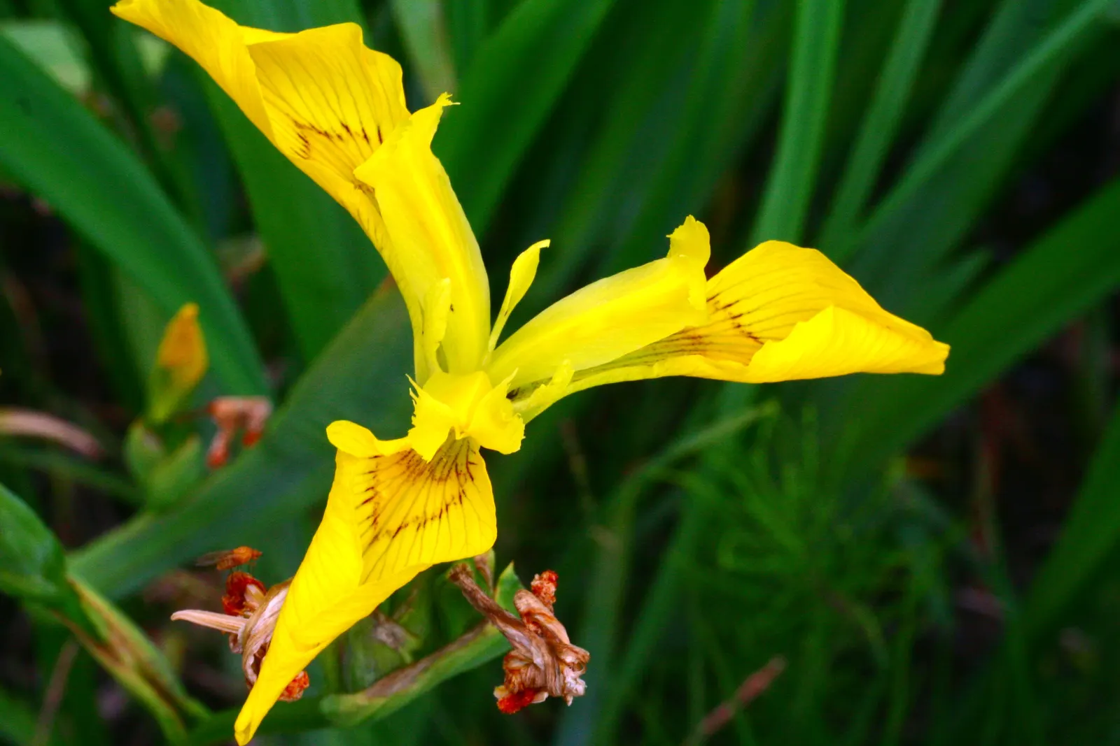 Yellow Flag Iris (Iris Pseudacorus) — Prefers full sun to part shade in wet, marshy conditions; perennial for full or half, image 79