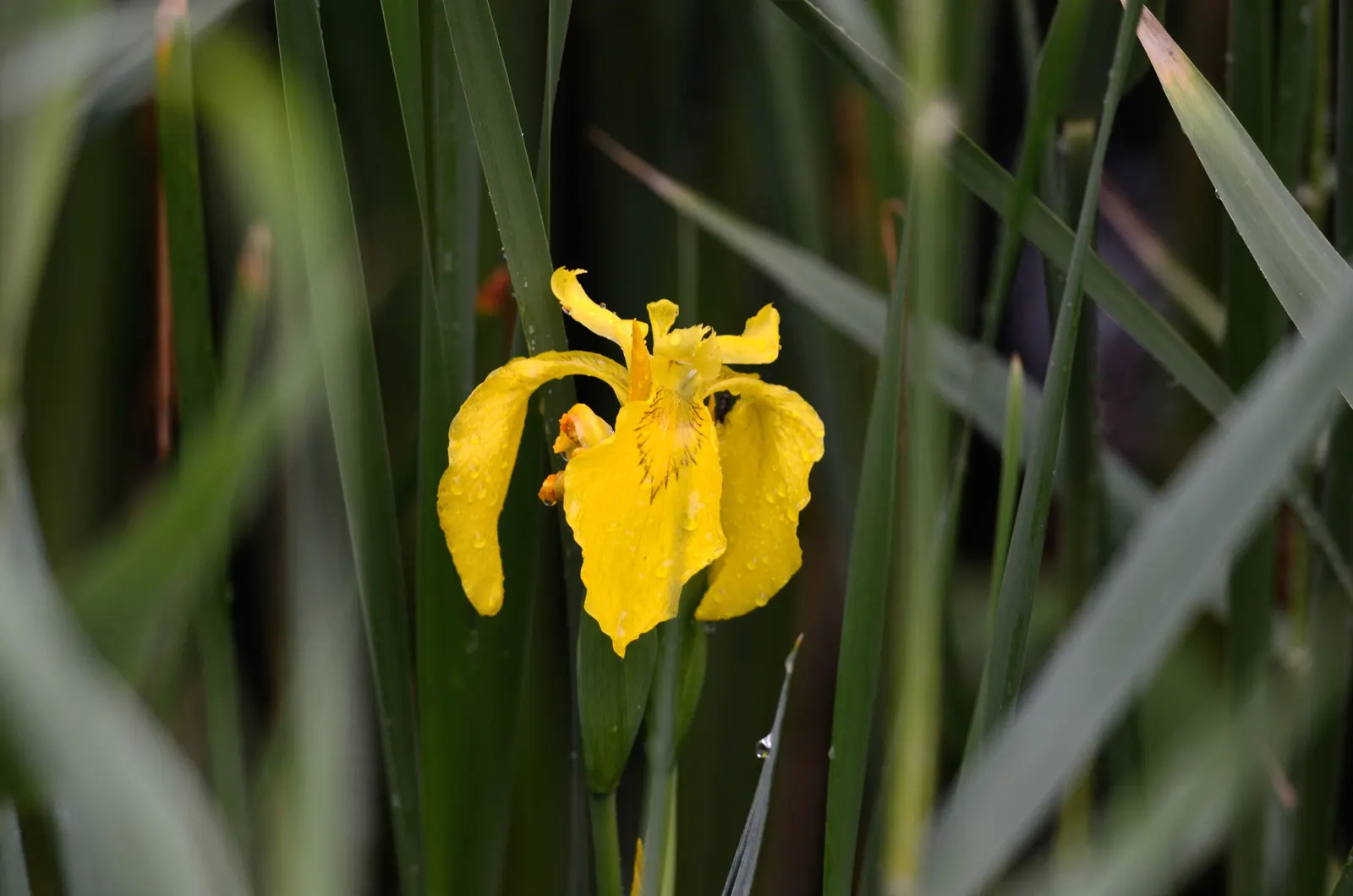 Yellow Flag Iris (Iris Pseudacorus) — Despite its preference for full sun, it can tolerate partial shade, where it may produce fewer flowers, image 94