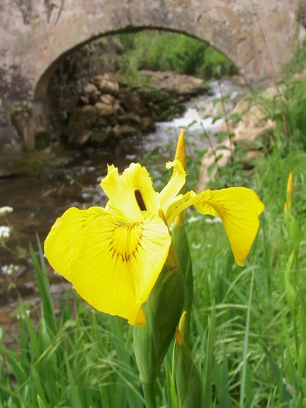 Yellow Flag Iris (Iris Pseudacorus) — Prefers full sun to part shade in wet, marshy conditions; perennial for full or half