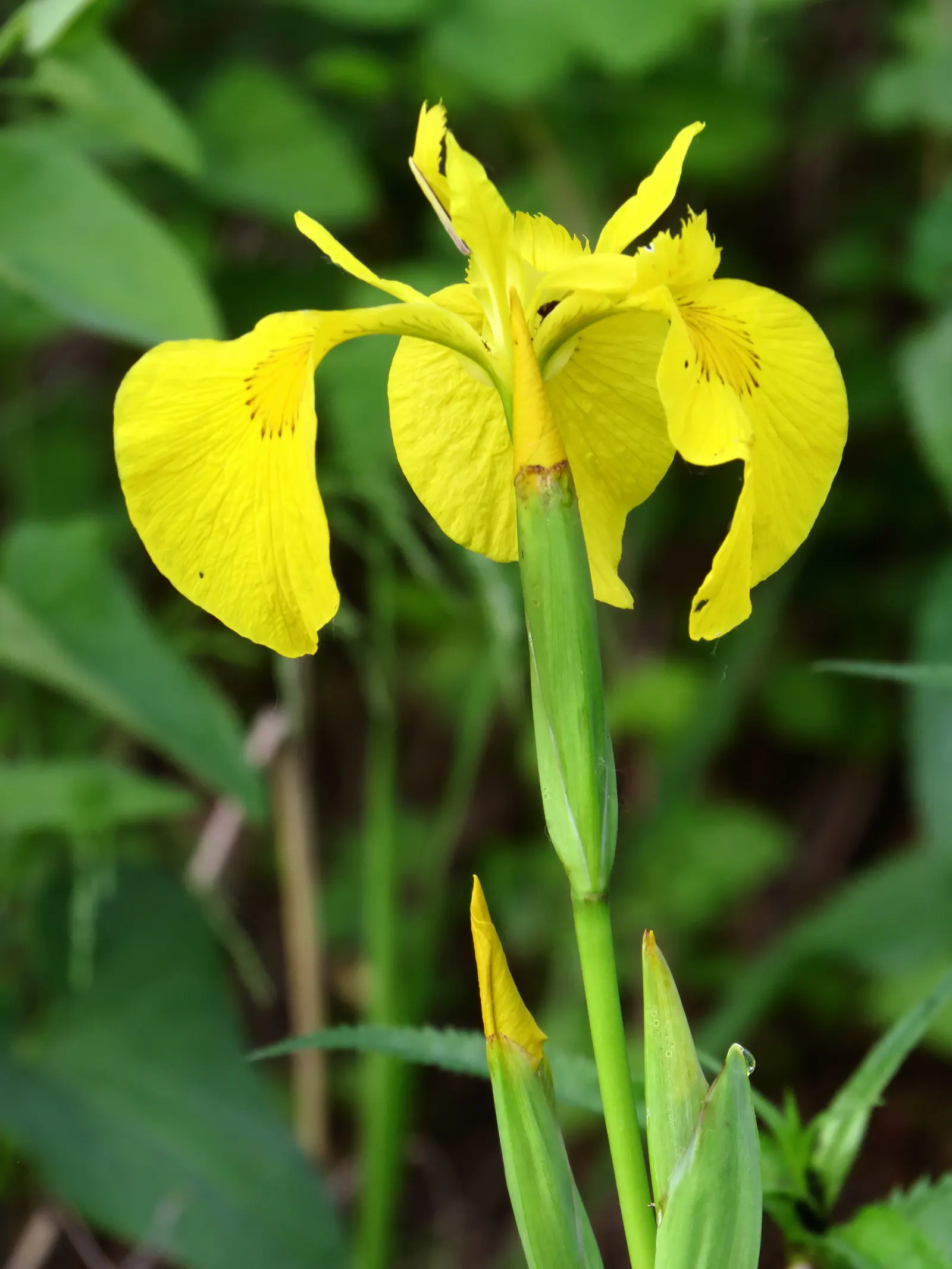 Yellow Flag Iris (Iris Pseudacorus) — perennial with yellow blooms