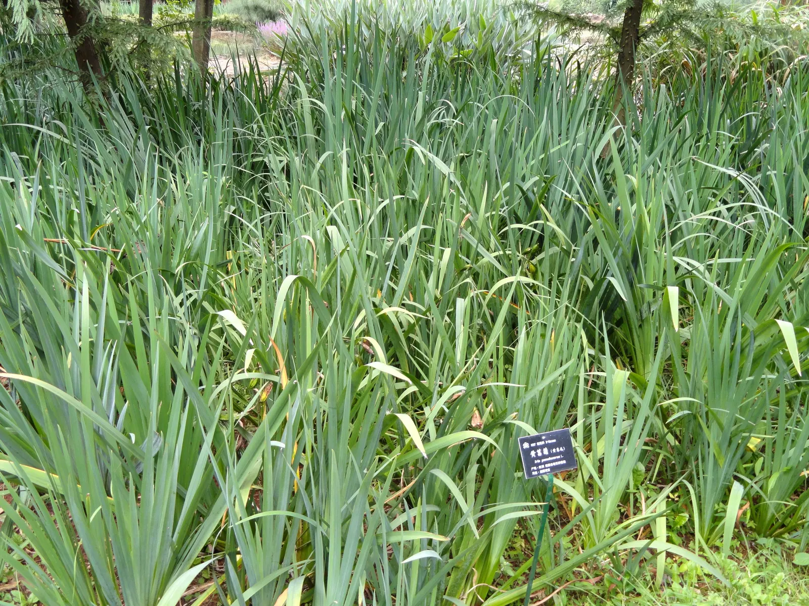 Yellow Flag Iris (Iris Pseudacorus) — is a vibrant perennial that offers both aesthetic appeal and ecological value to any landscape design; and, image 57
