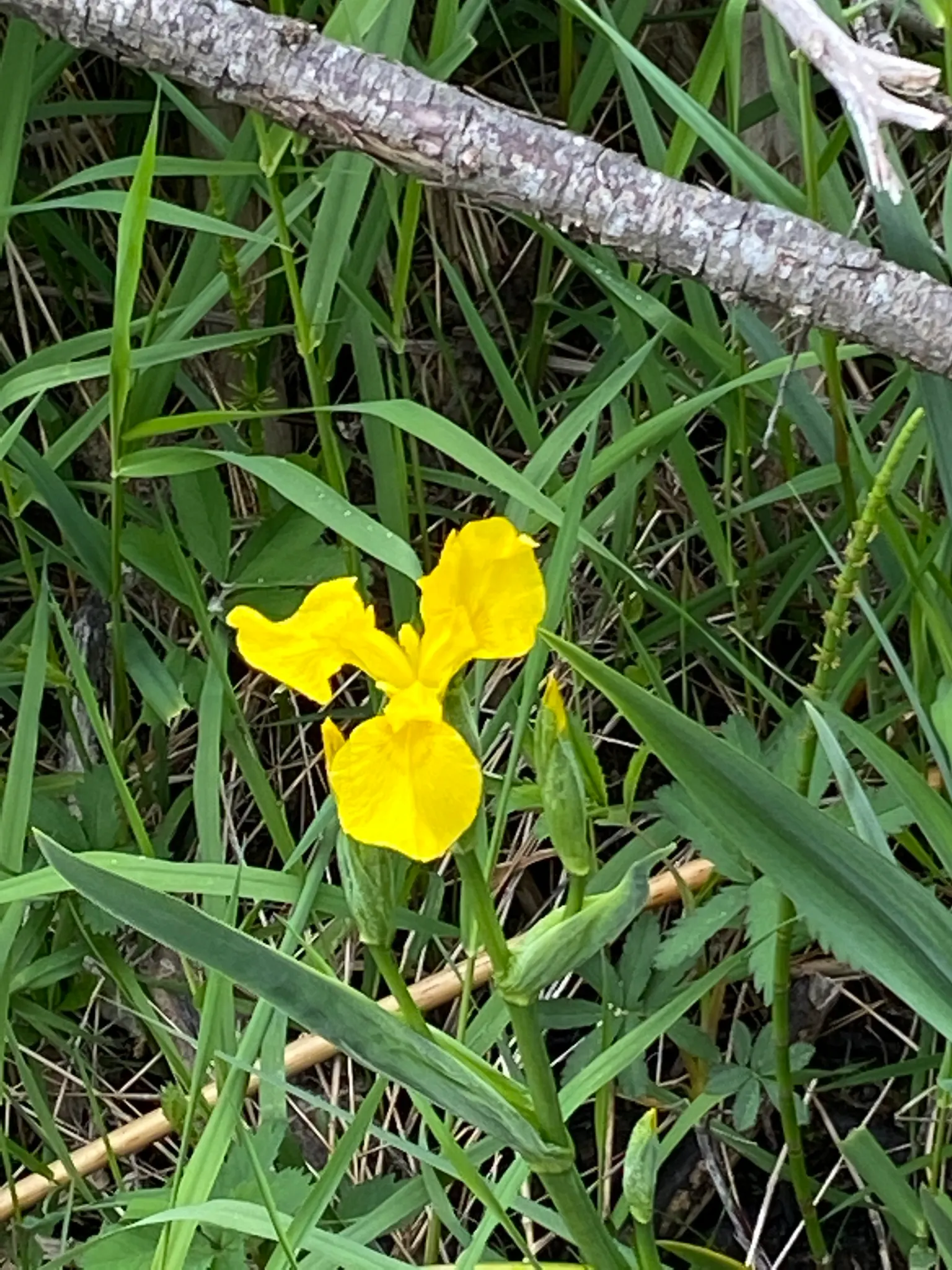 Yellow Flag Iris (Iris Pseudacorus) — The Yellow Flag Iris (Iris pseudacorus) is a captivating perennial; prefers full sun to part shade in wet, image 101