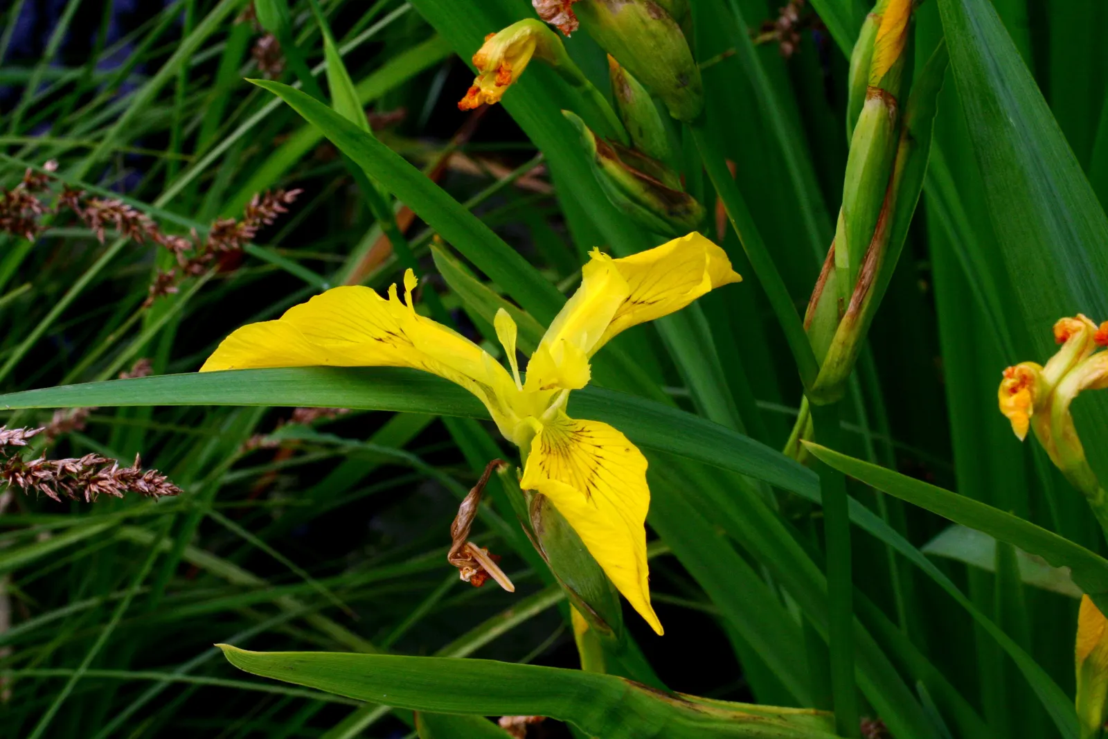 Yellow Flag Iris (Iris Pseudacorus) — This robust plant is known for its striking; thriving in zones 4-9, it reaches 3-4 feet in height with a, image 108