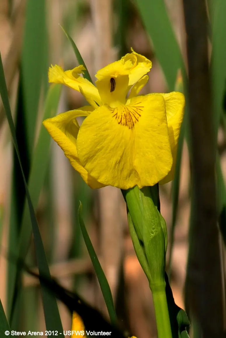 Yellow Flag Iris (Iris Pseudacorus) — Caution: Invasive in some areas, so check local guidelines; is a vibrant perennial that offers both aesthetic, image 80