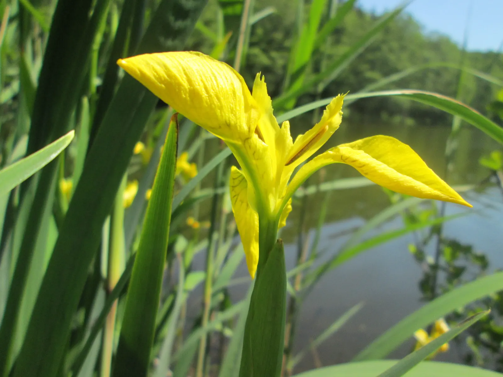 Yellow Flag Iris (Iris Pseudacorus) — contrasted by three upright petals; ideal for water features with its vibrant yellow blooms and sword-like, image 90