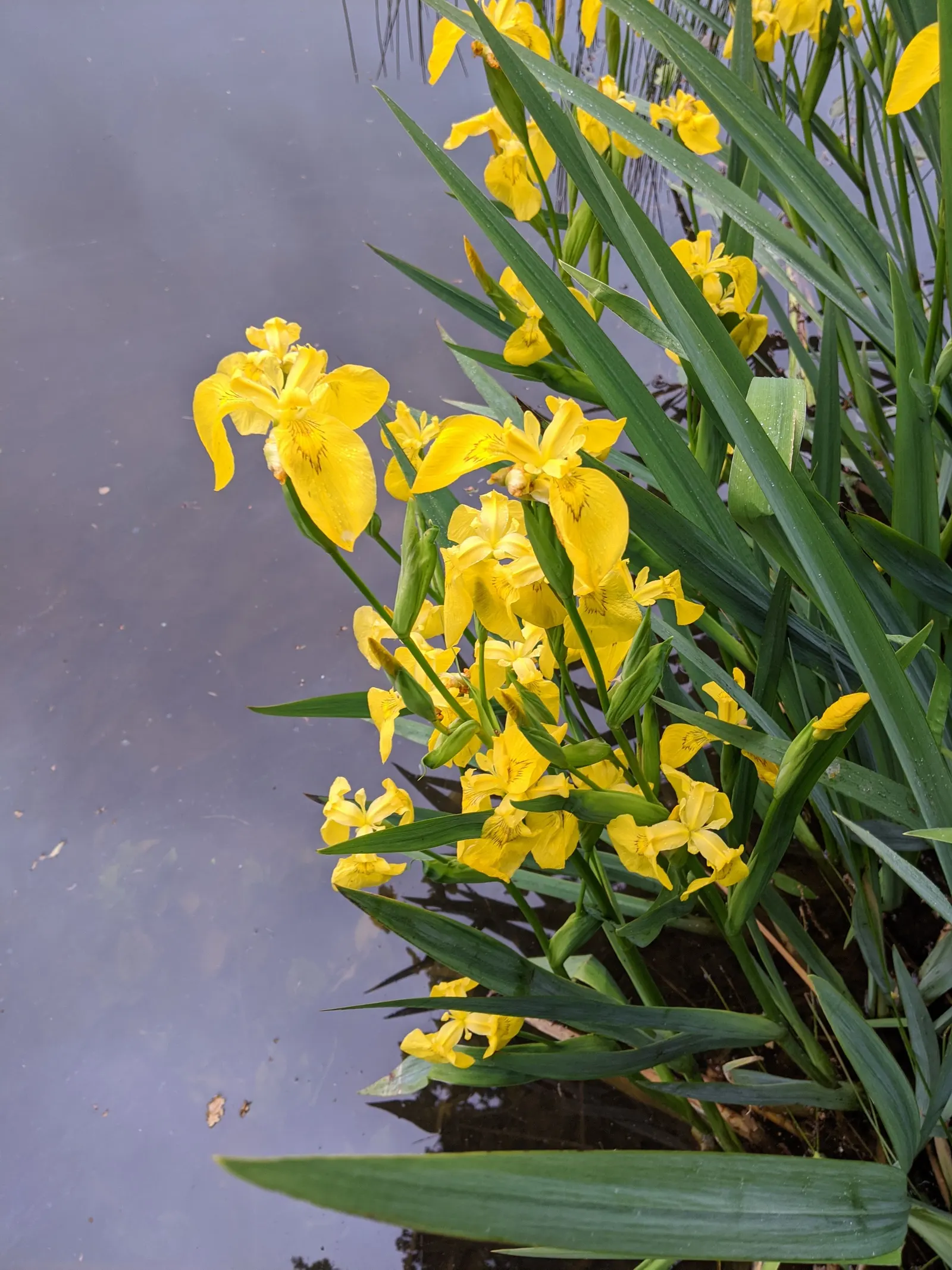 Yellow Flag Iris (Iris Pseudacorus) — contrasted by three upright petals; ideal for water features with its vibrant yellow blooms and sword-like, image 115