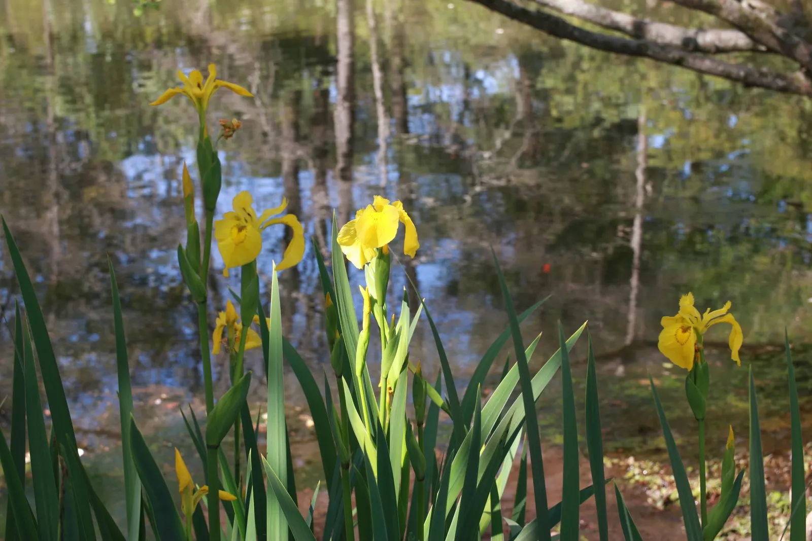 Yellow Flag Iris (Iris Pseudacorus) — with individual leaves about 1 to 1.5 inches wide; iris pseudacorus thrives in USDA Hardiness Zones 4 through, image 60