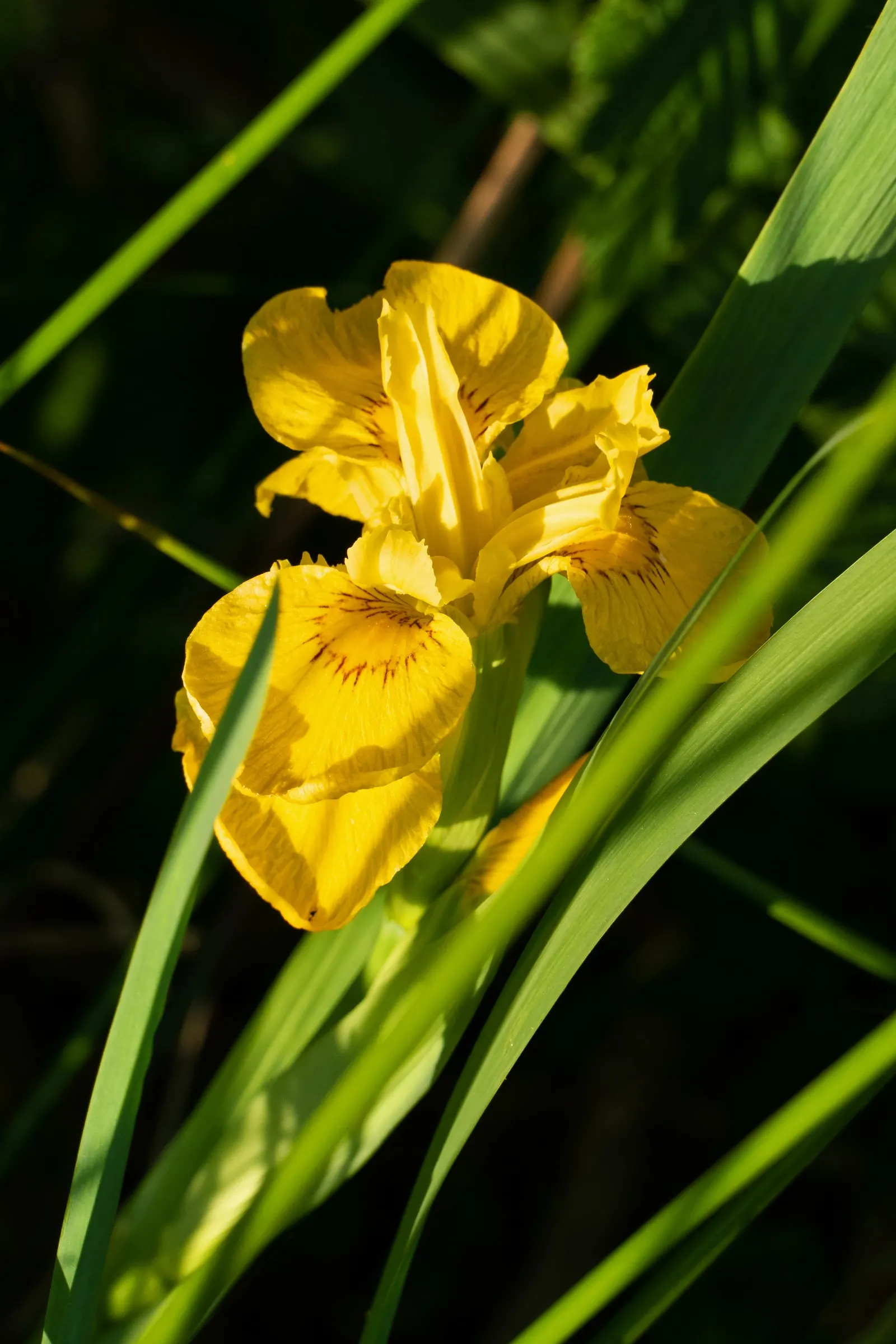 Yellow Flag Iris (Iris Pseudacorus) — perennial with yellow blooms; contrasted by three upright petals